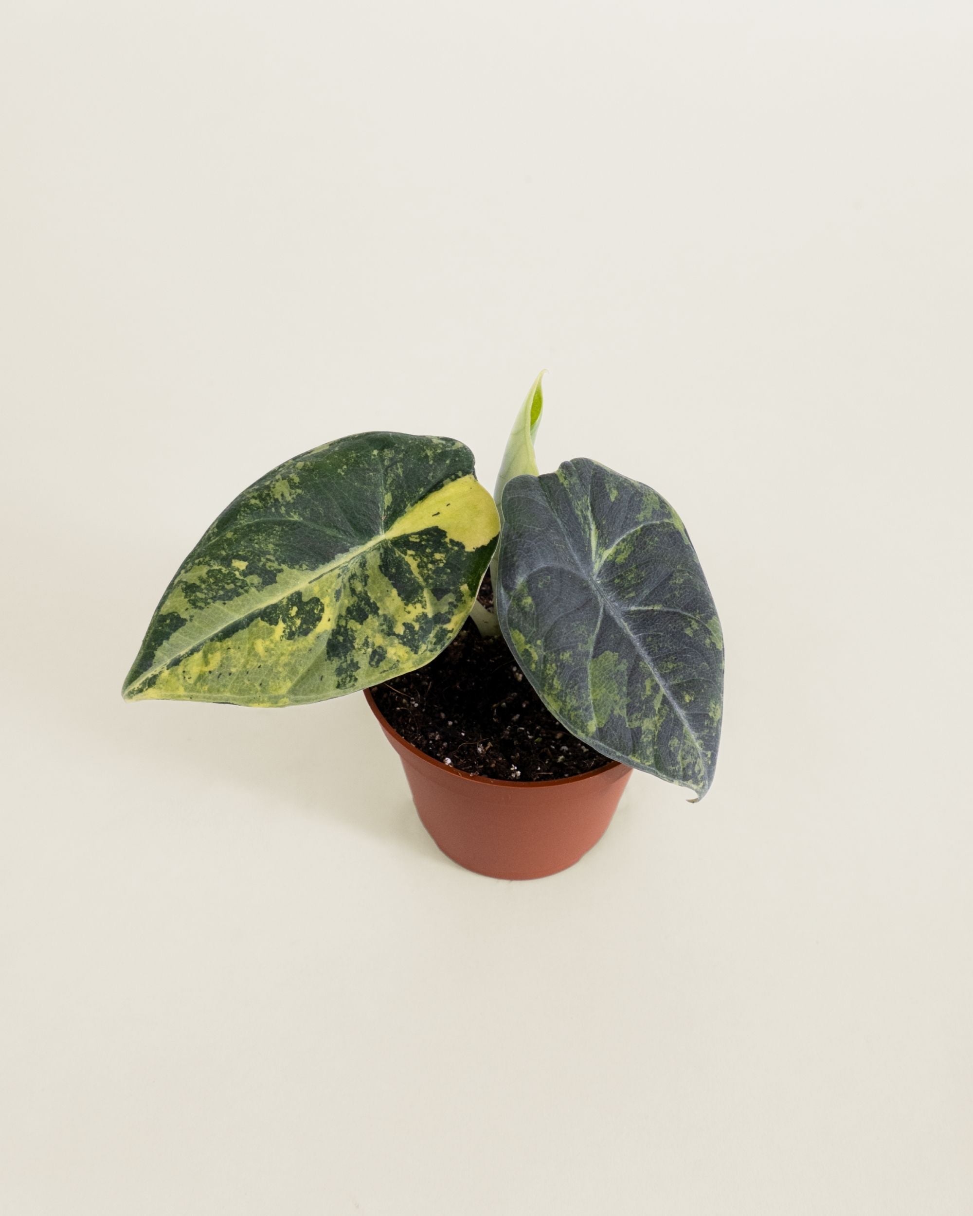 Alocasia Maharani Lemon Lime