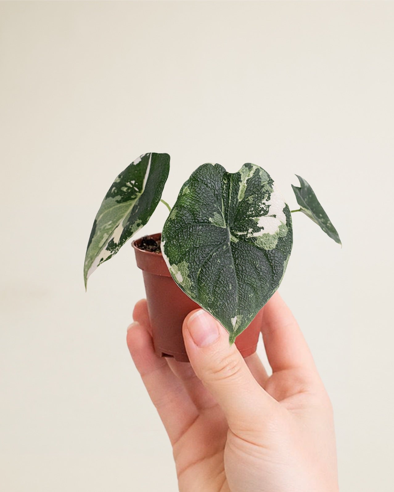 Alocasia Melo Albo