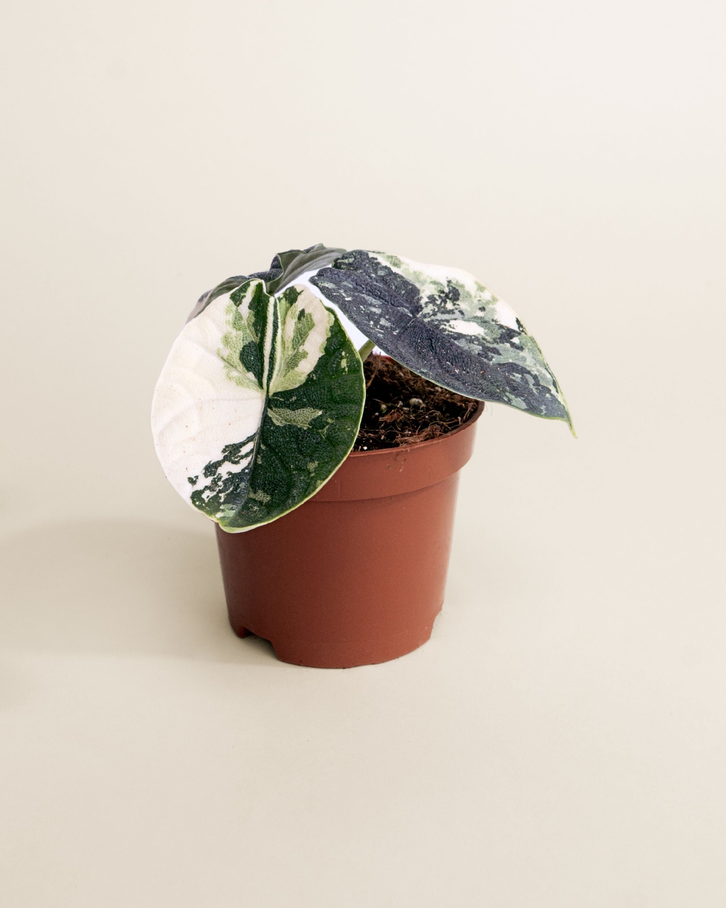 Alocasia Melo Albo | Variegated Alocasia