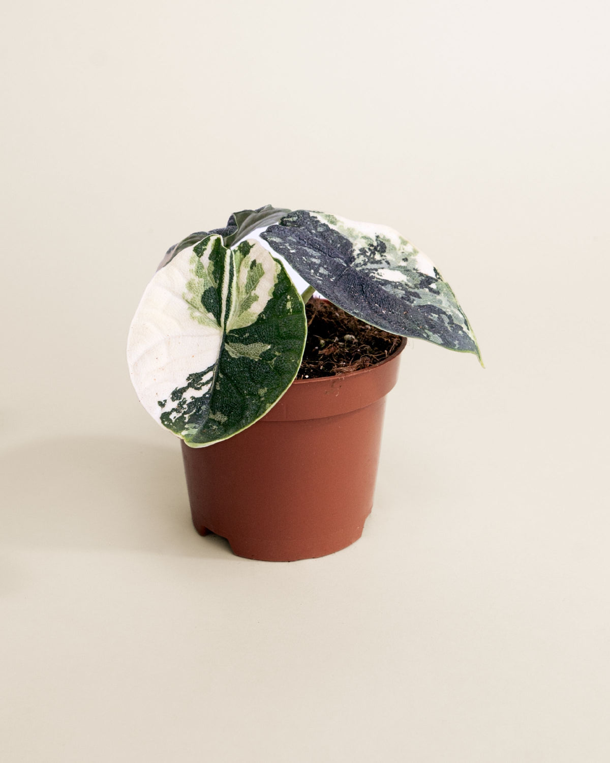 Alocasia Melo Albo