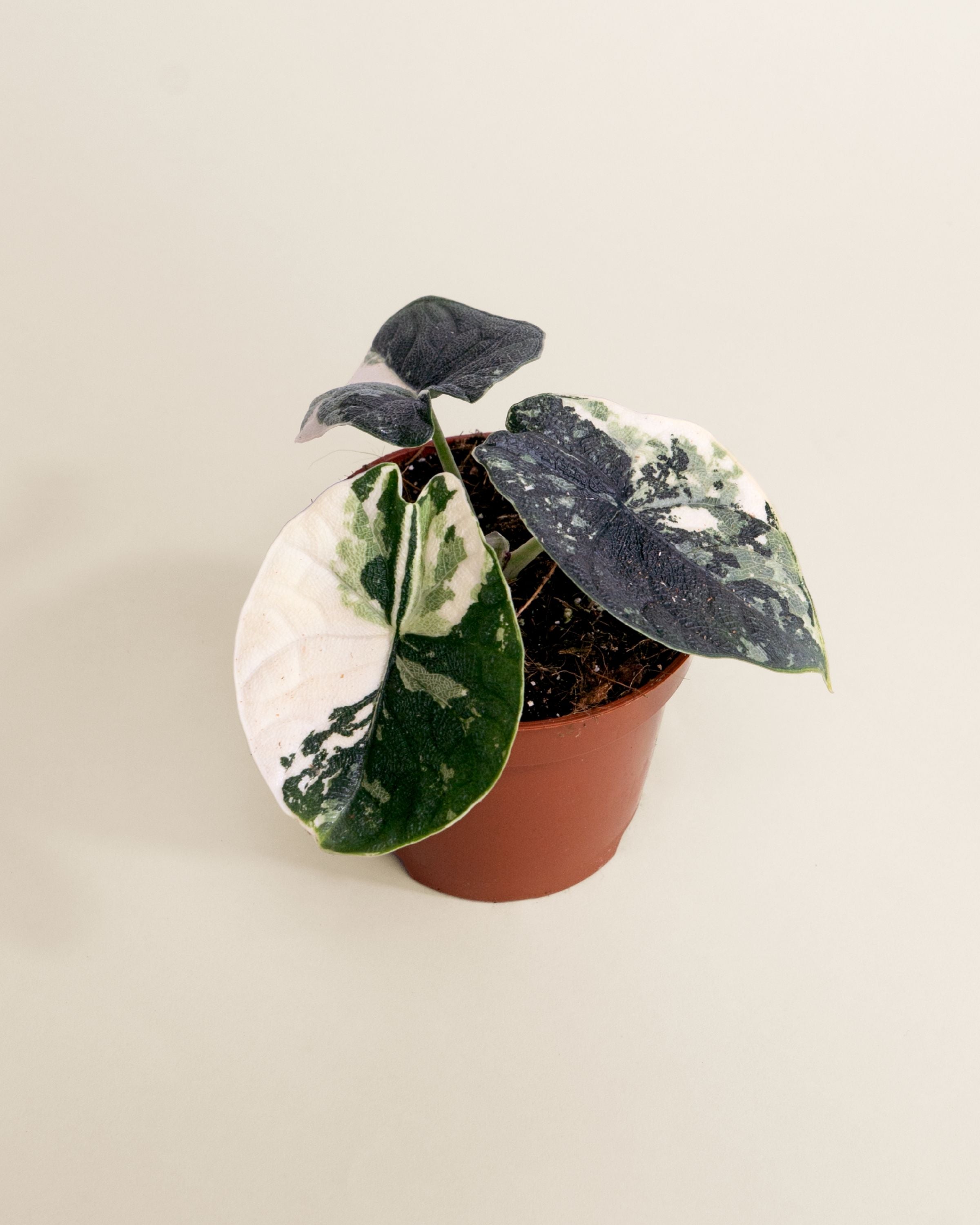 Alocasia Melo Albo | Variegated Alocasia