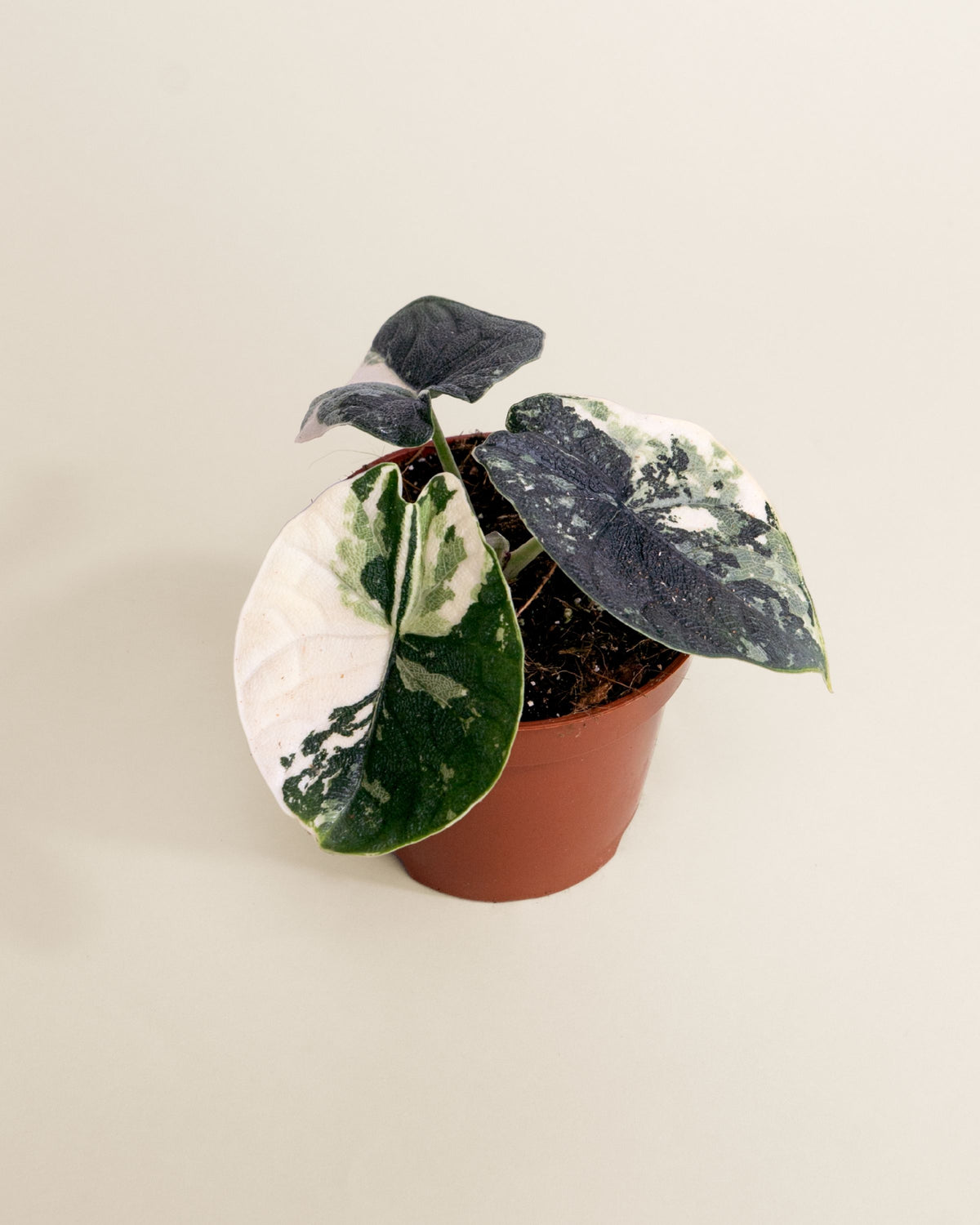 Alocasia Melo Albo