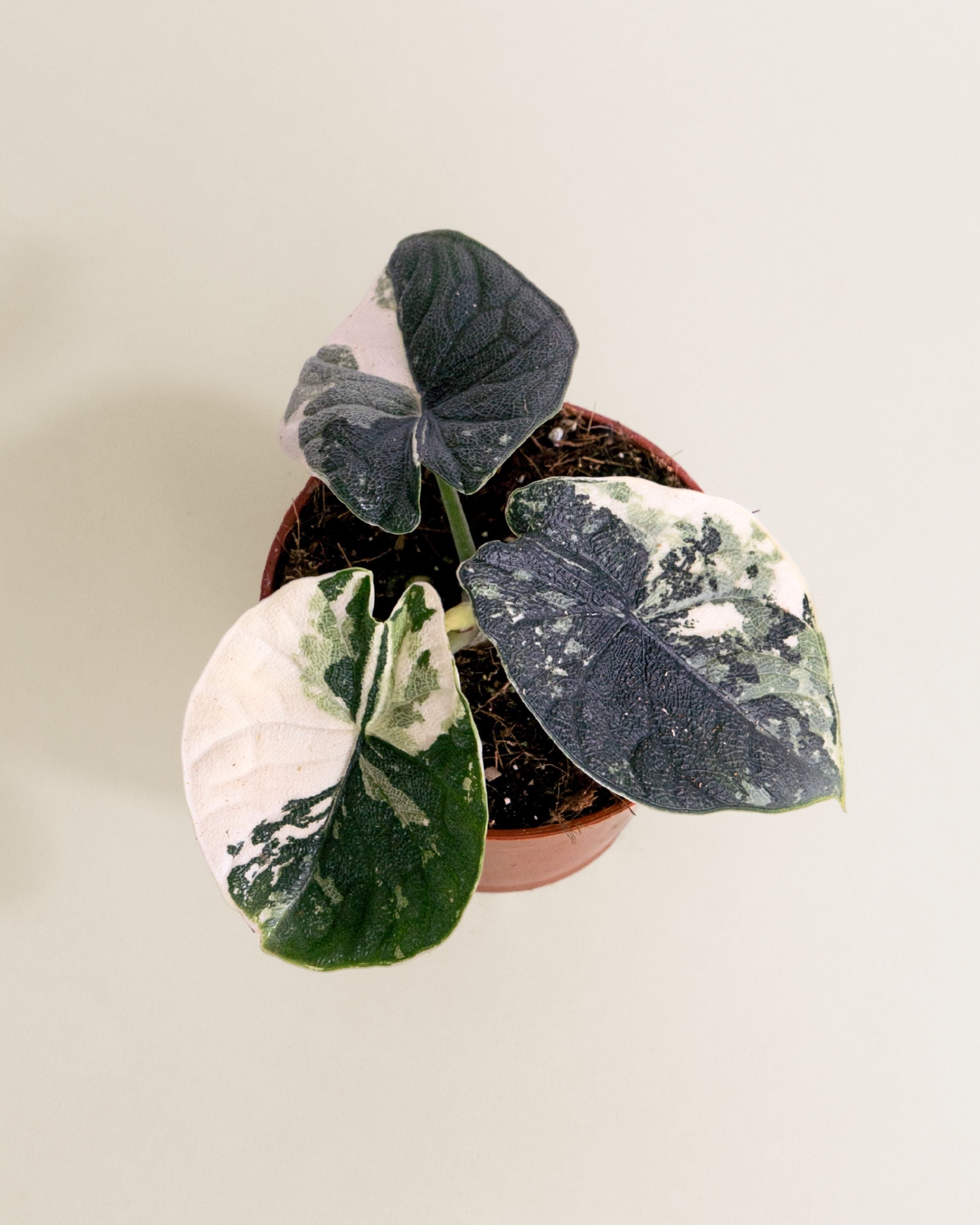 Alocasia Melo Albo Variegata | Downtown Plant Club