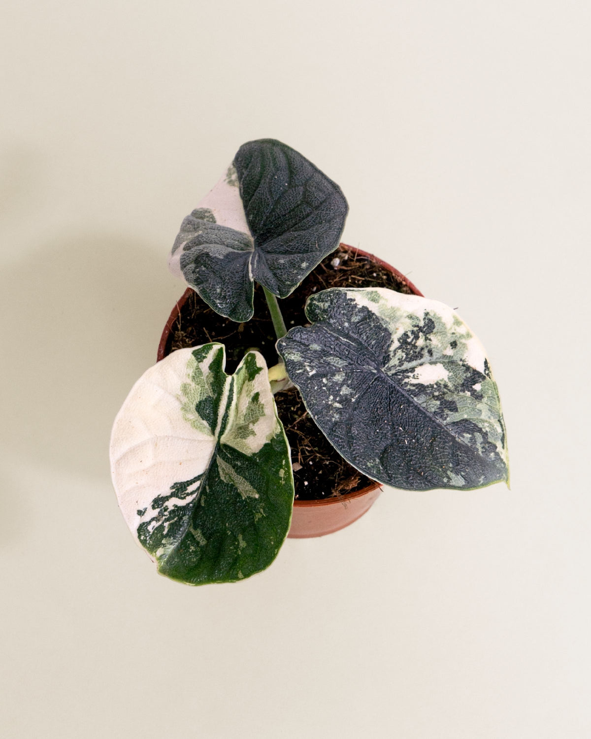 Alocasia Melo Albo