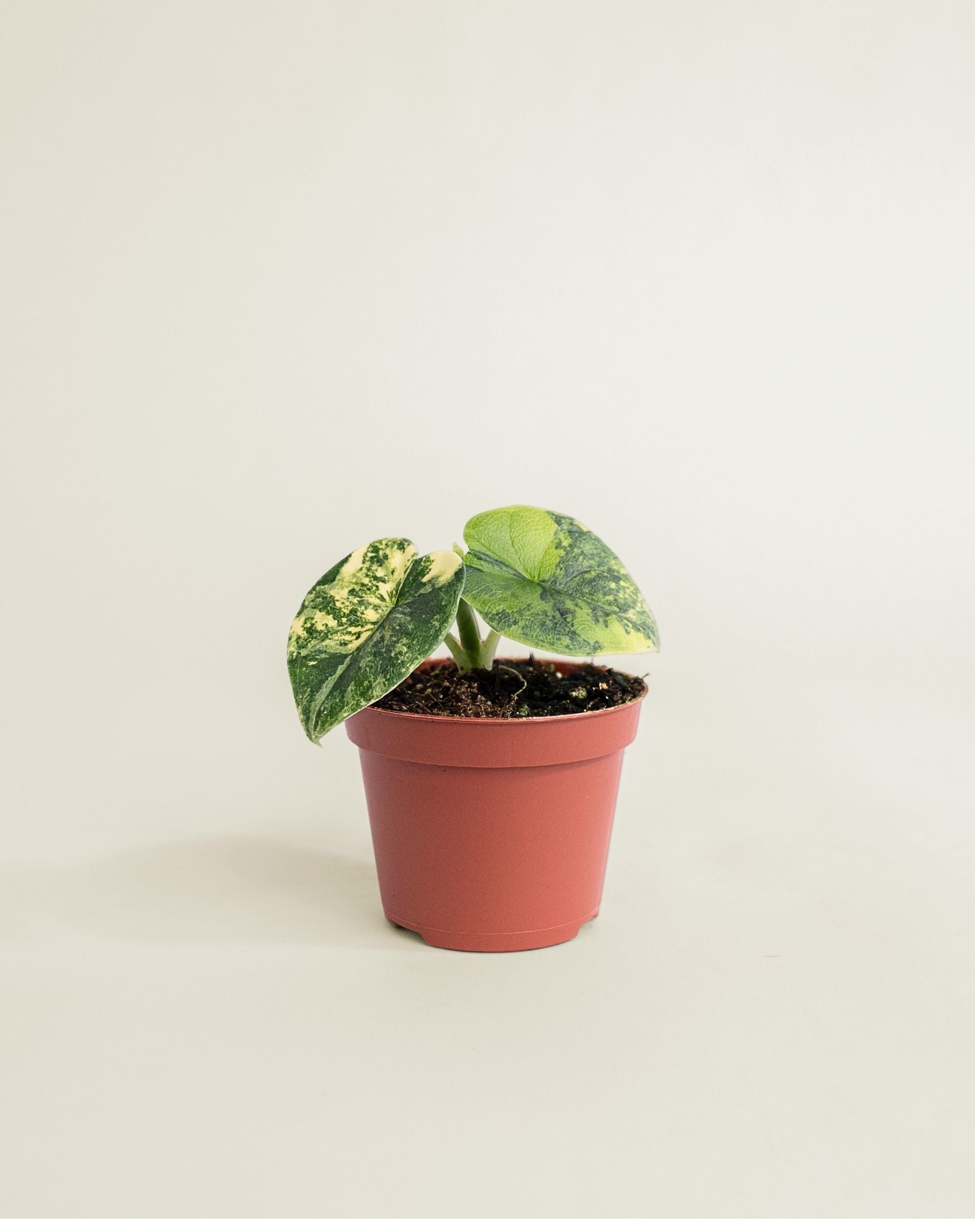 Alocasia Melo Aurea