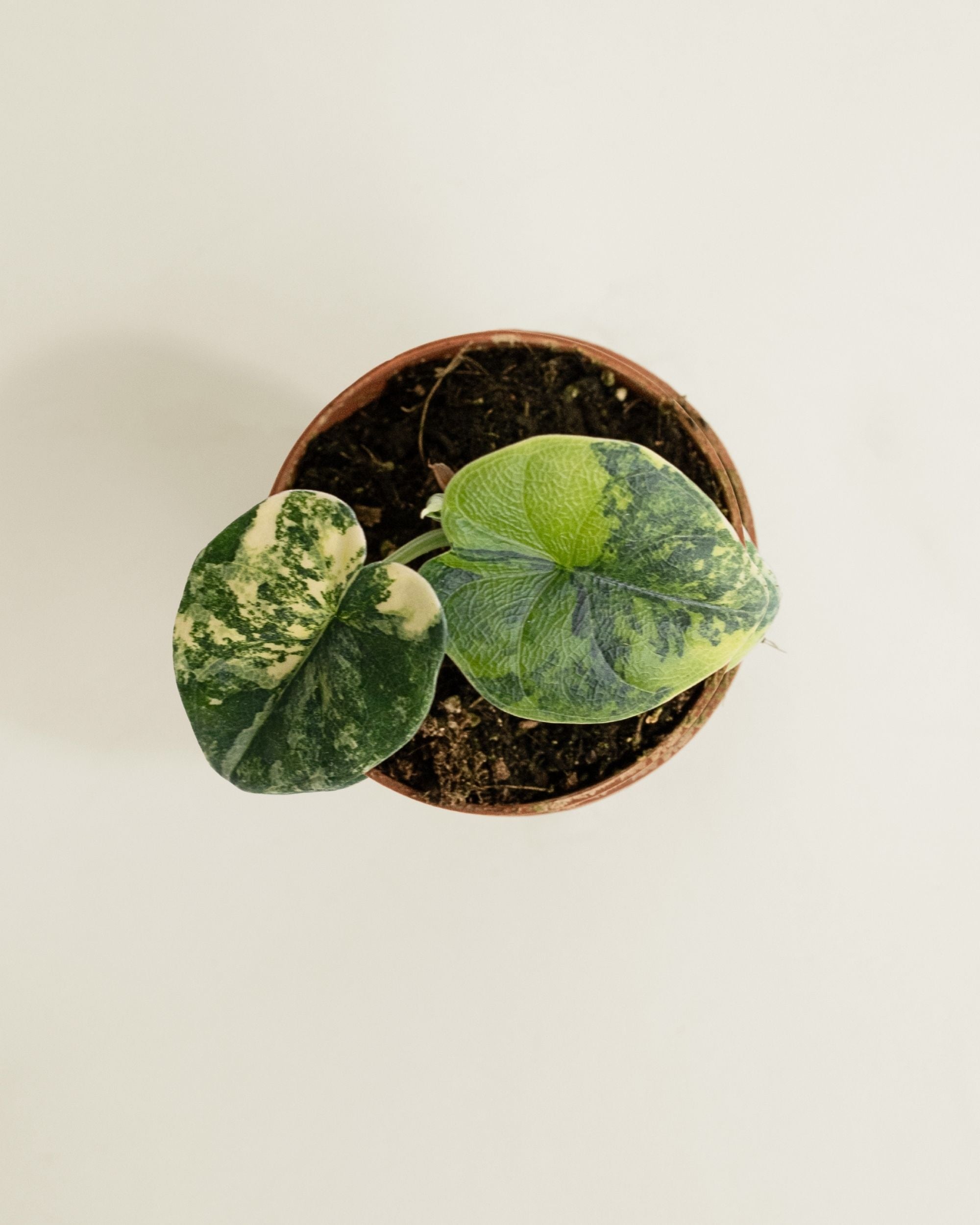 Alocasia Melo Aurea