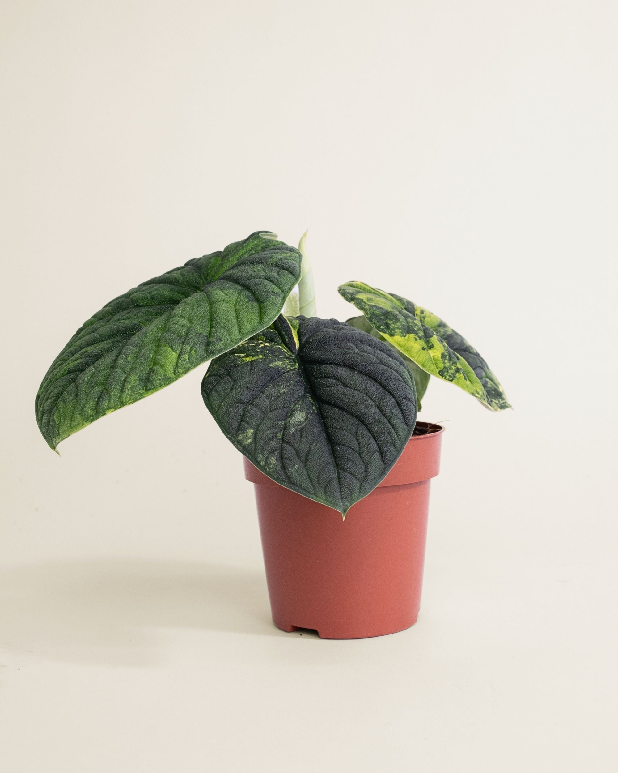Alocasia Melo Aurea