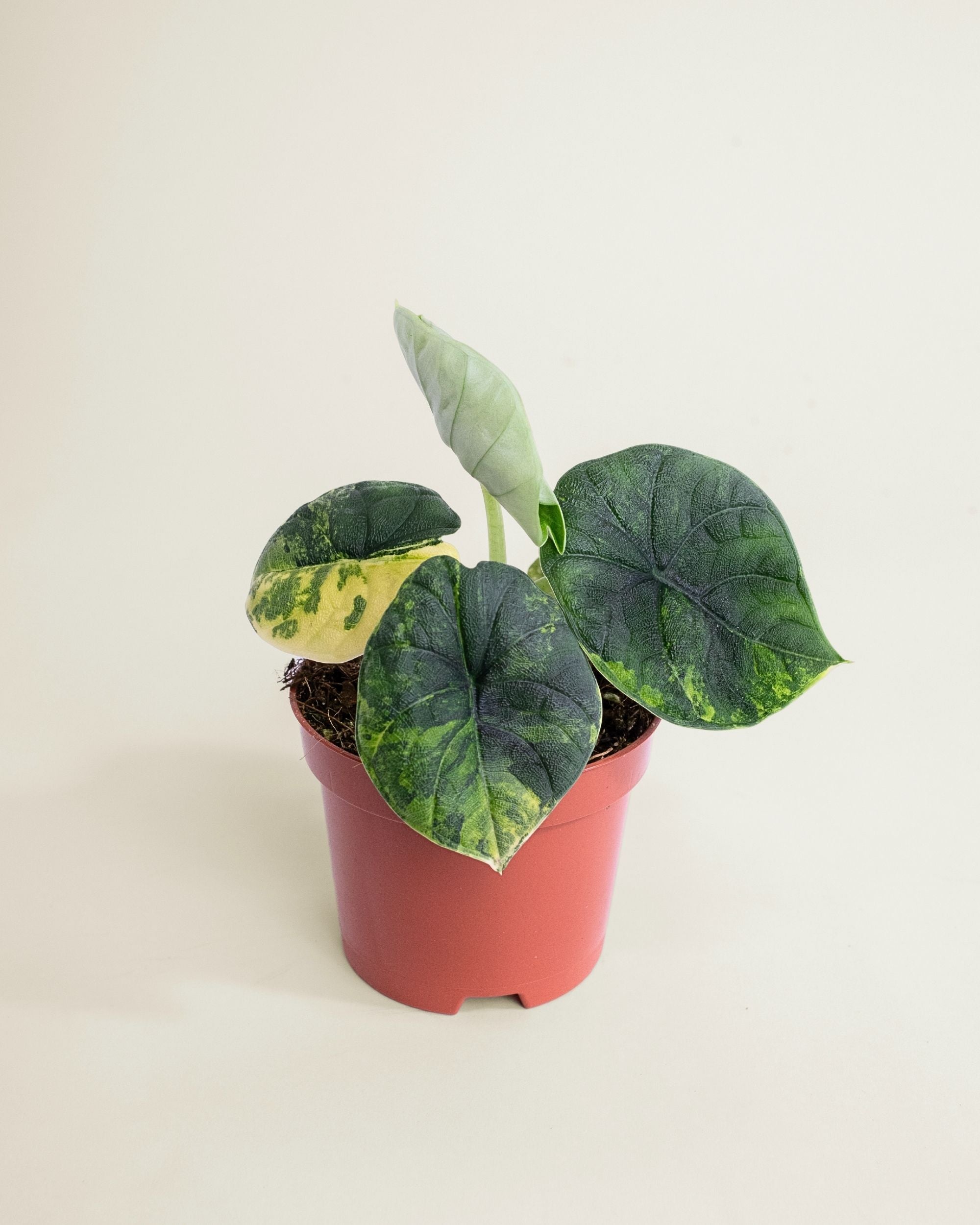 Alocasia Melo Aurea