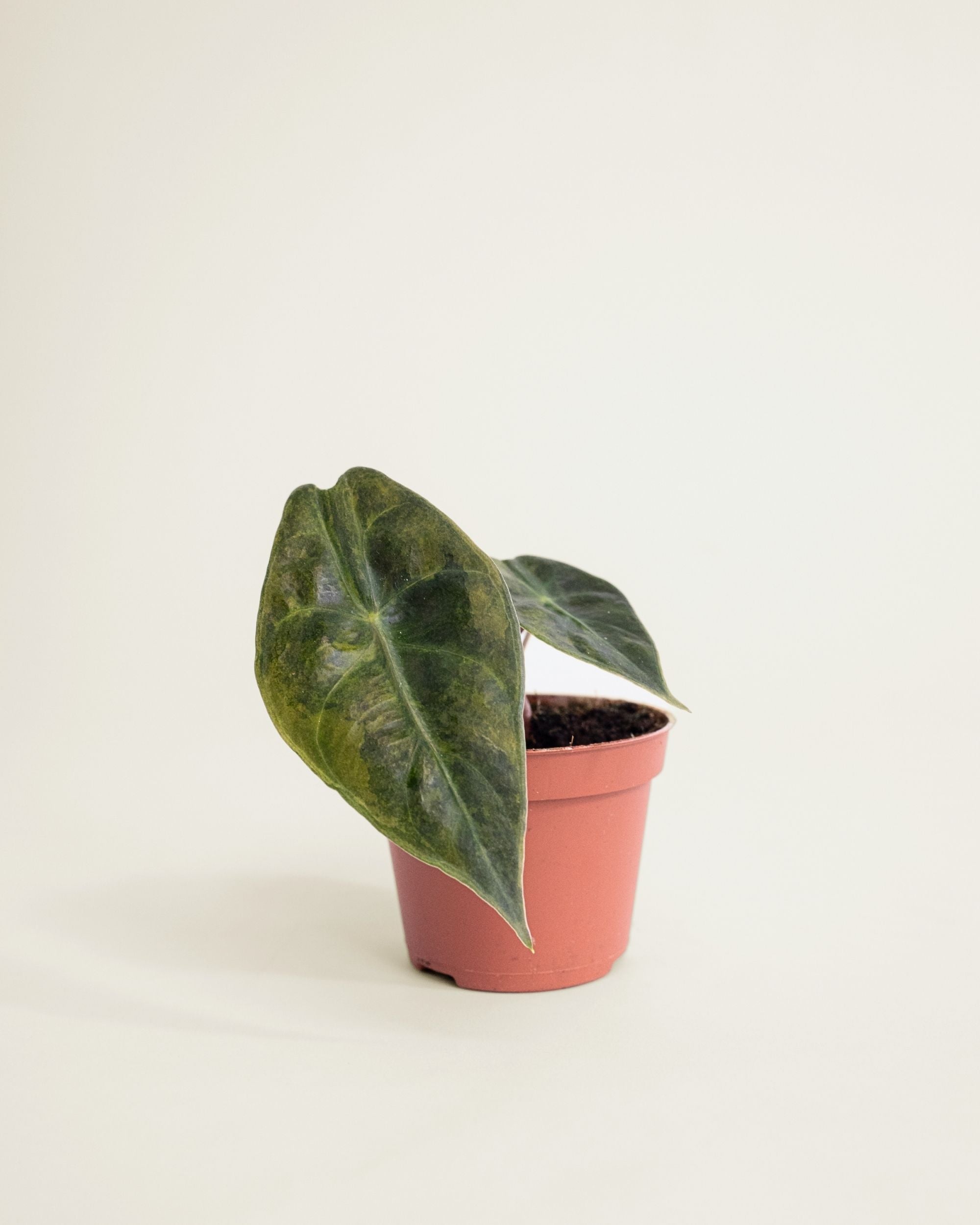 Alocasia Nairobi Nights Variegata