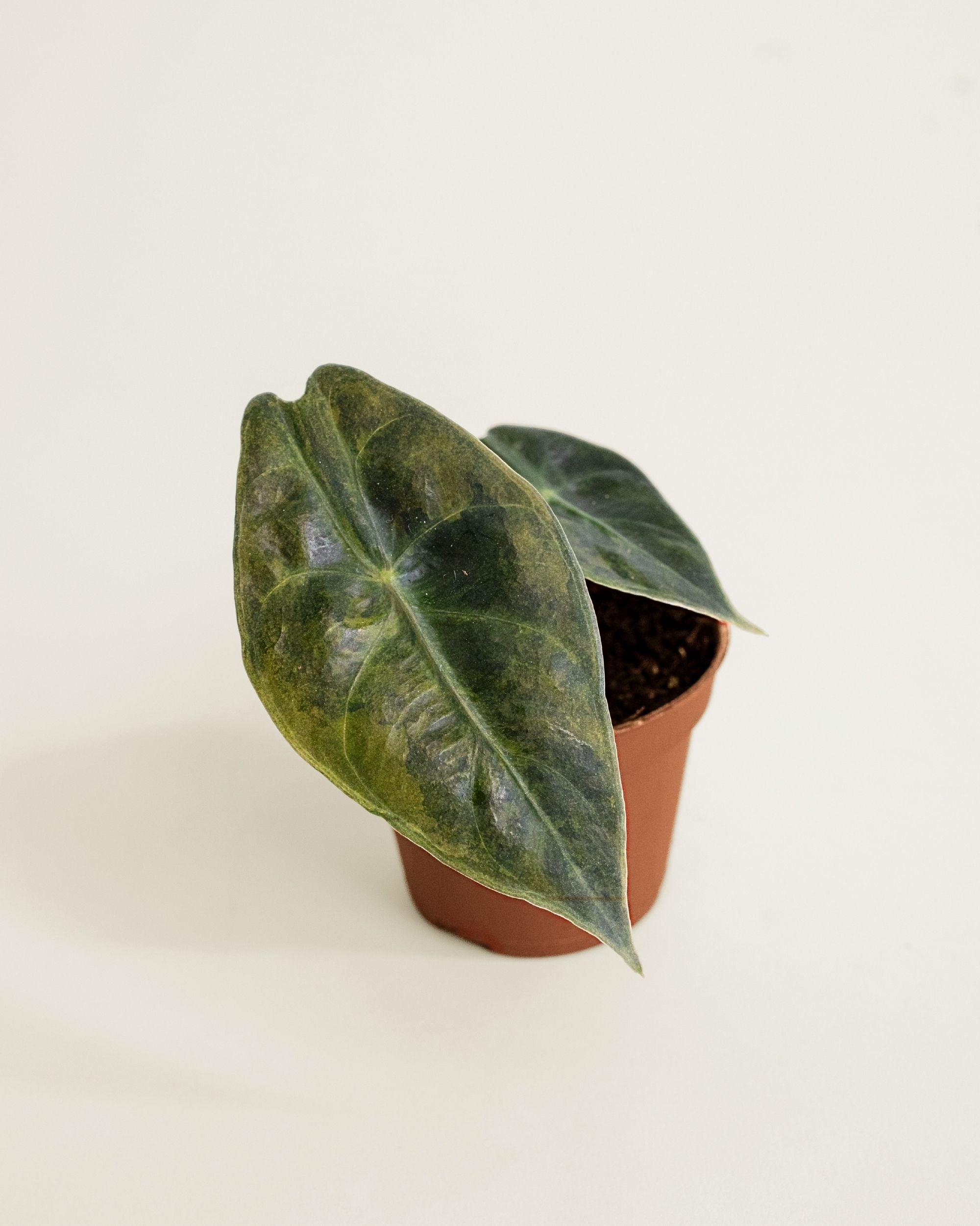Alocasia Nairobi Nights Variegata