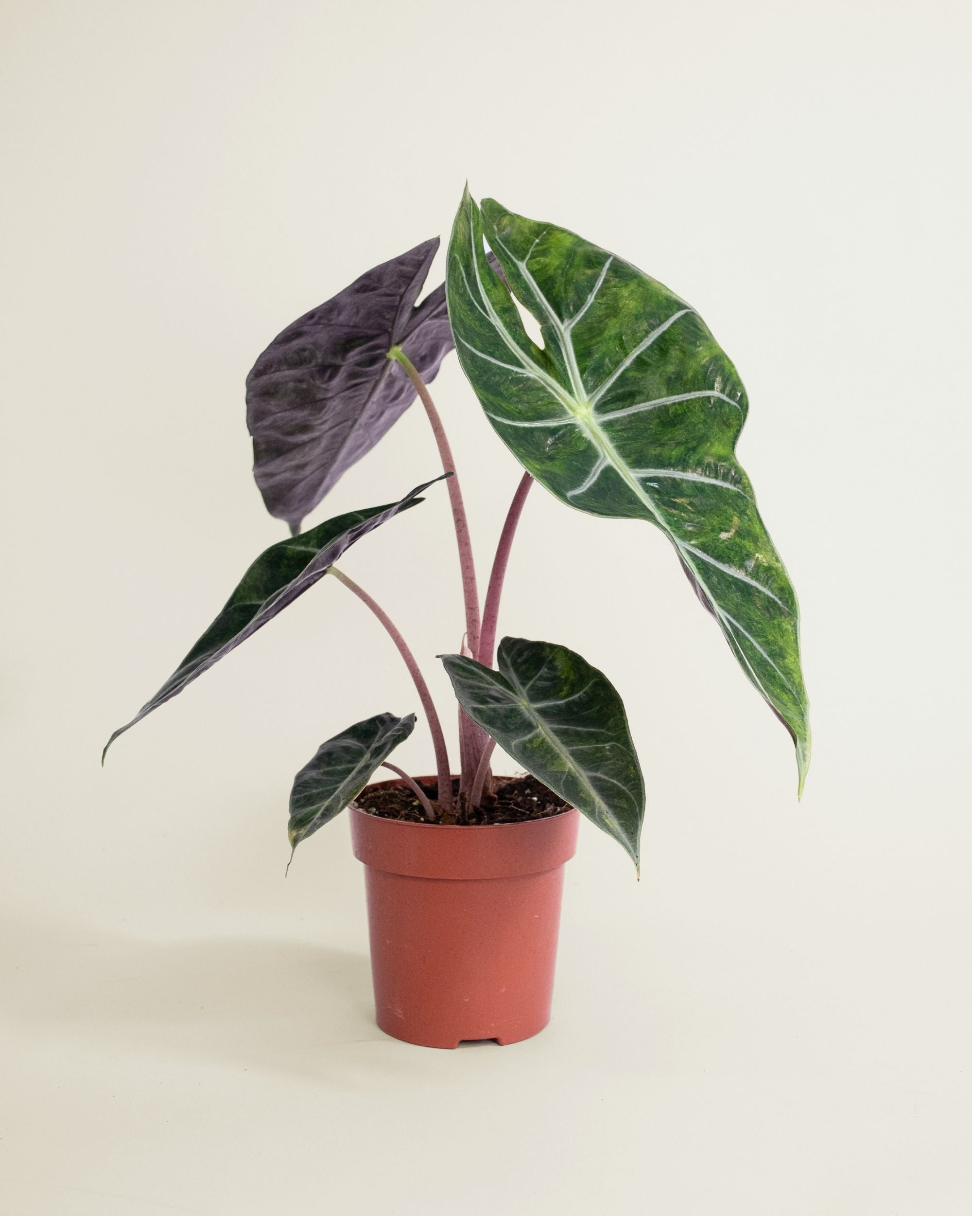 Alocasia Nairobi Nights Variegata