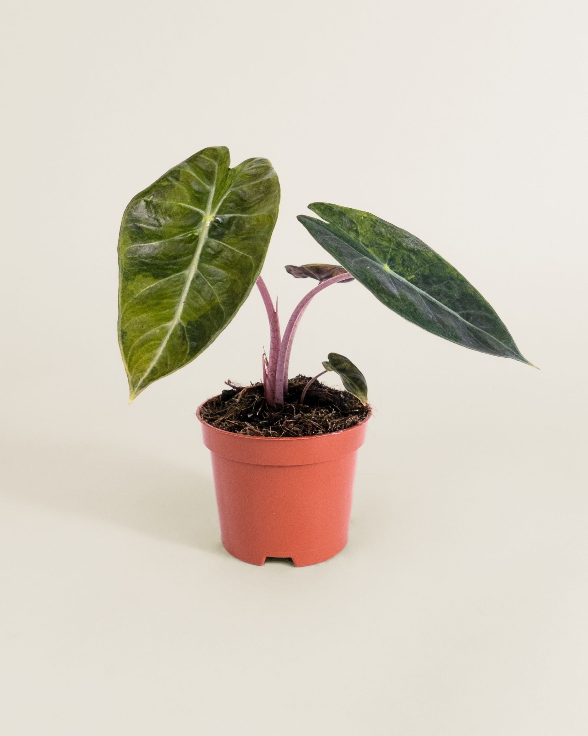 Alocasia Nairobi Nights Variegata