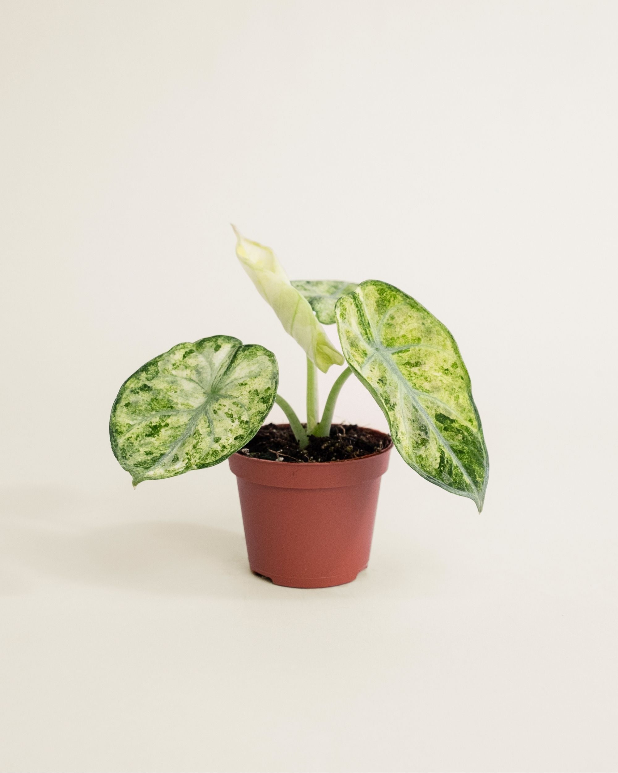 Alocasia Ninja Tricolor
