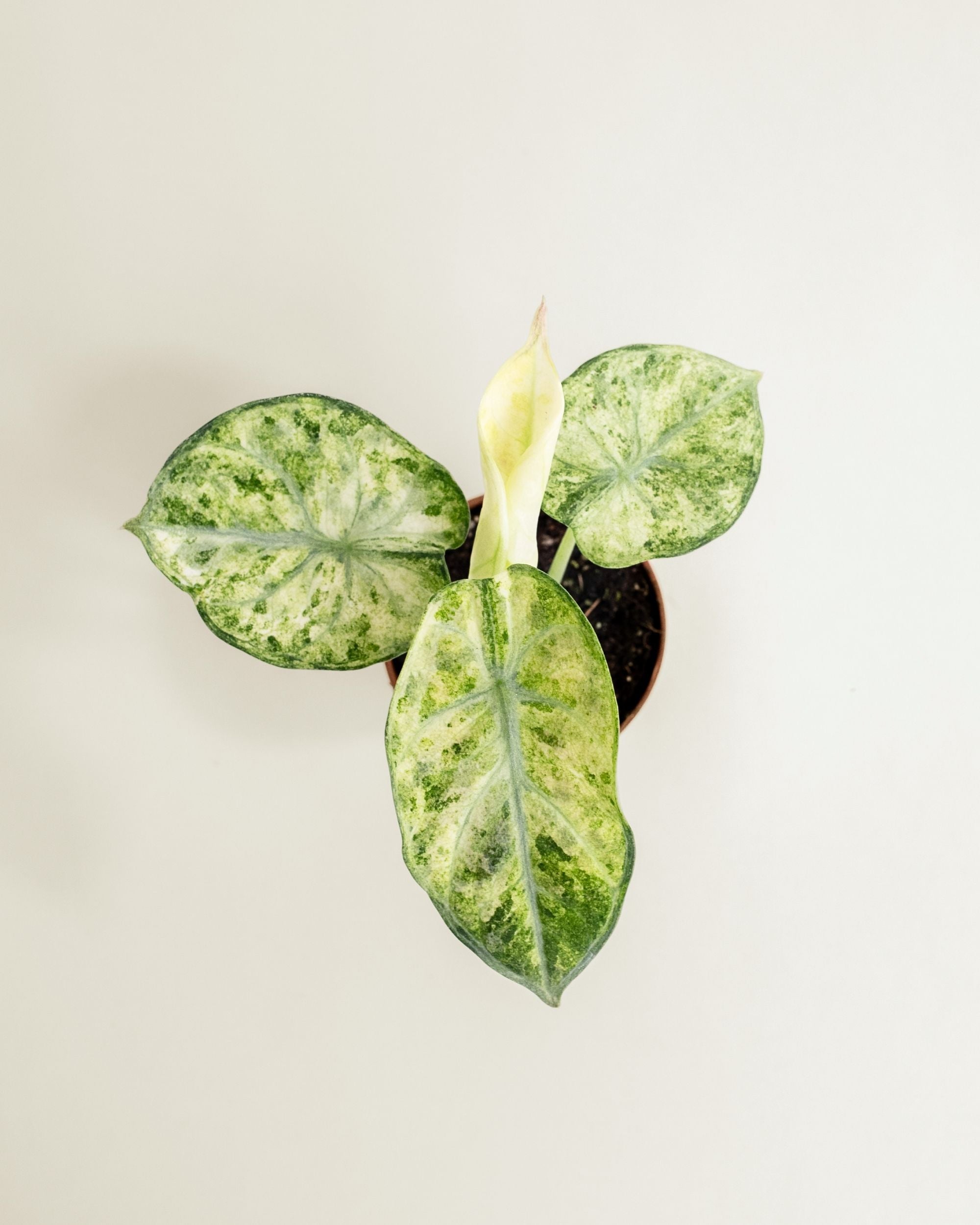 Alocasia Ninja Tricolor