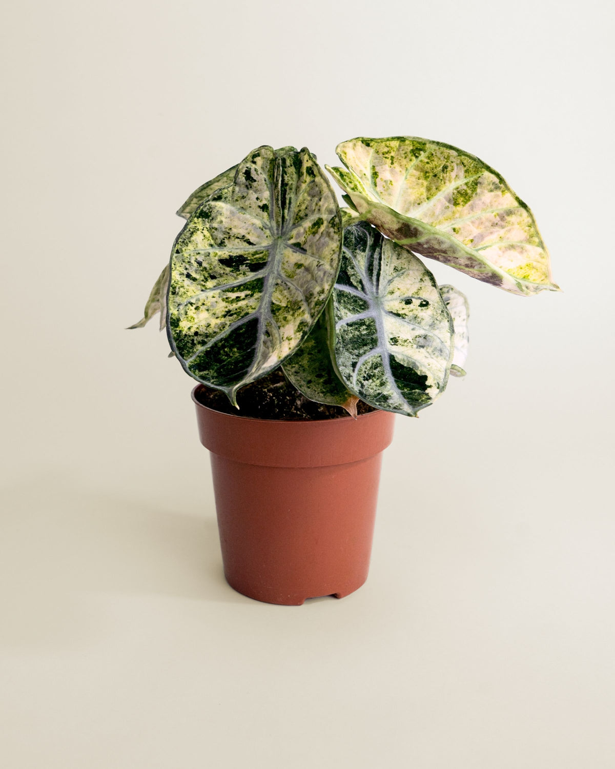 Alocasia Ninja Tricolor