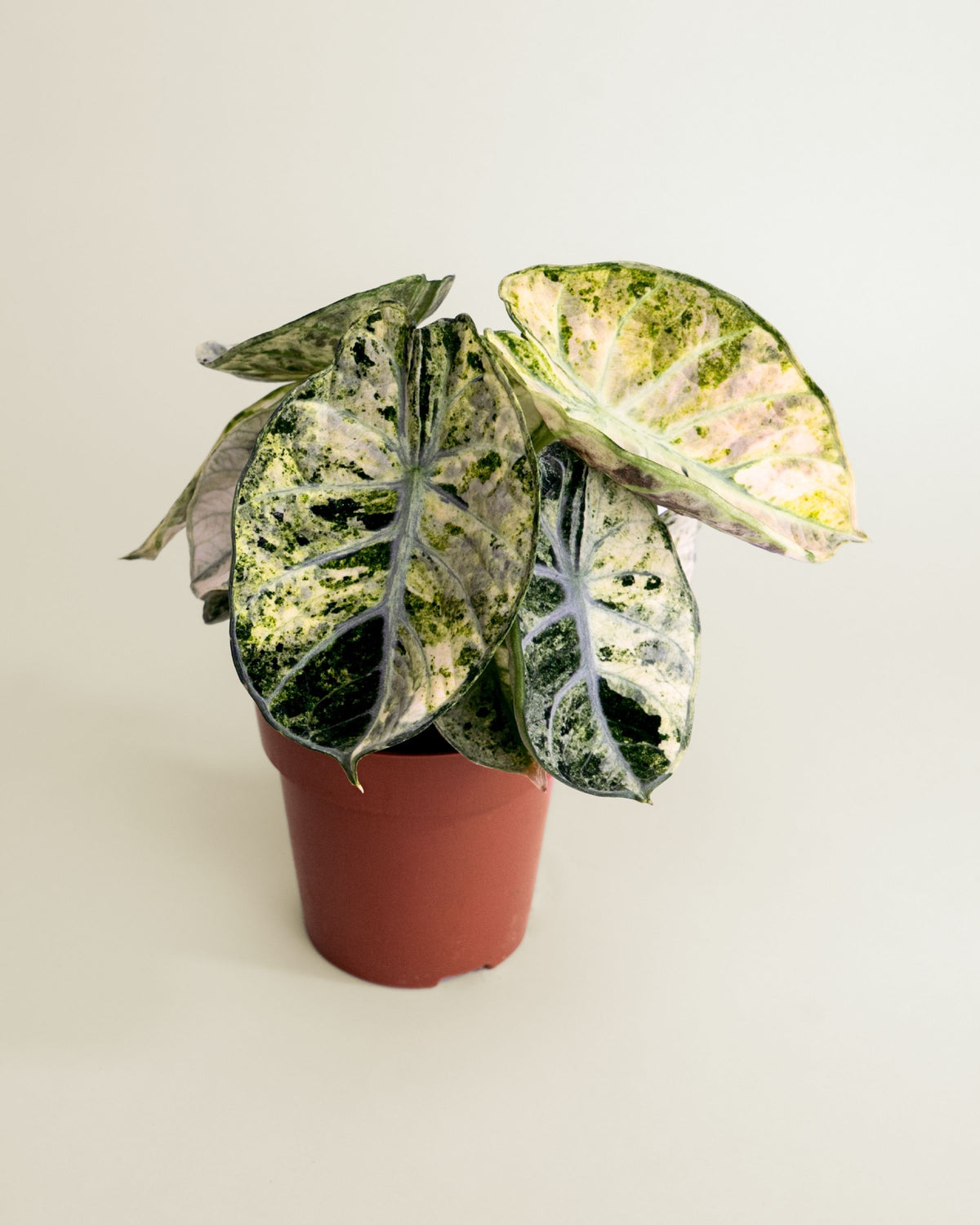 Alocasia Ninja Tricolor