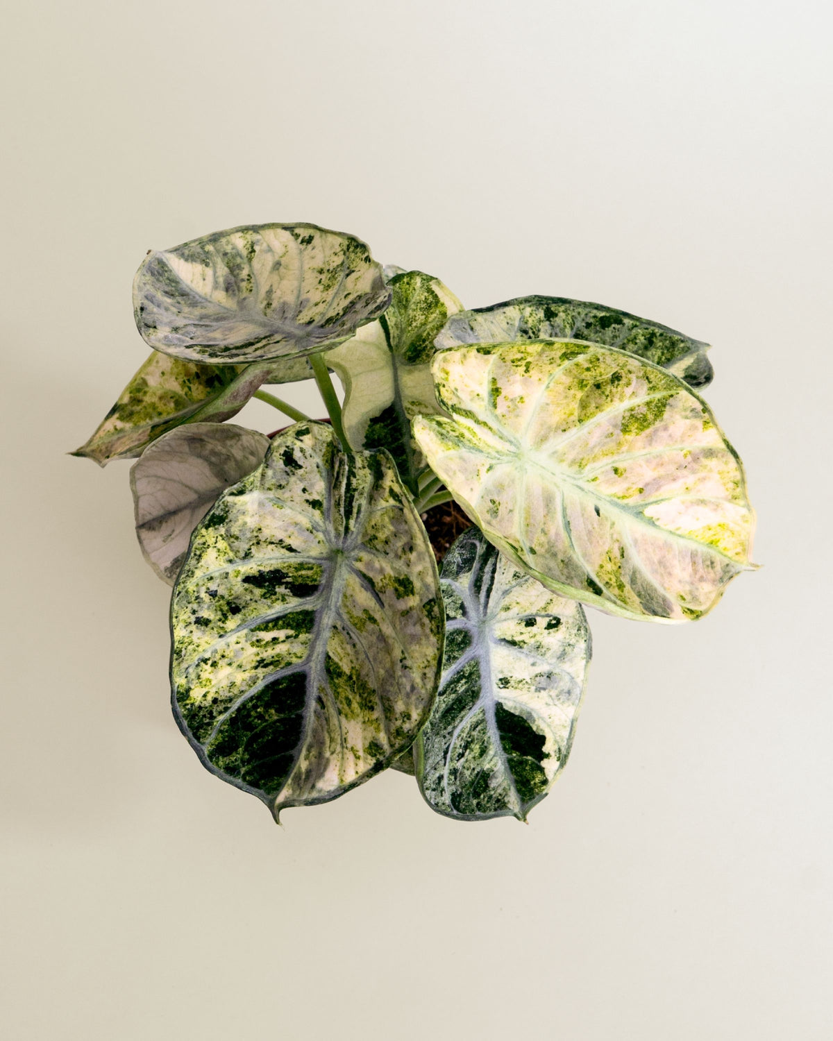 Alocasia Ninja Tricolor