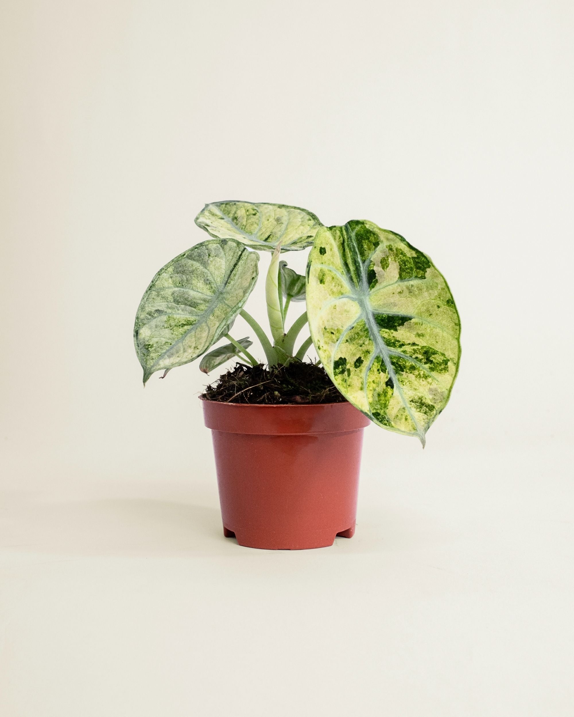 Alocasia Ninja Tricolor