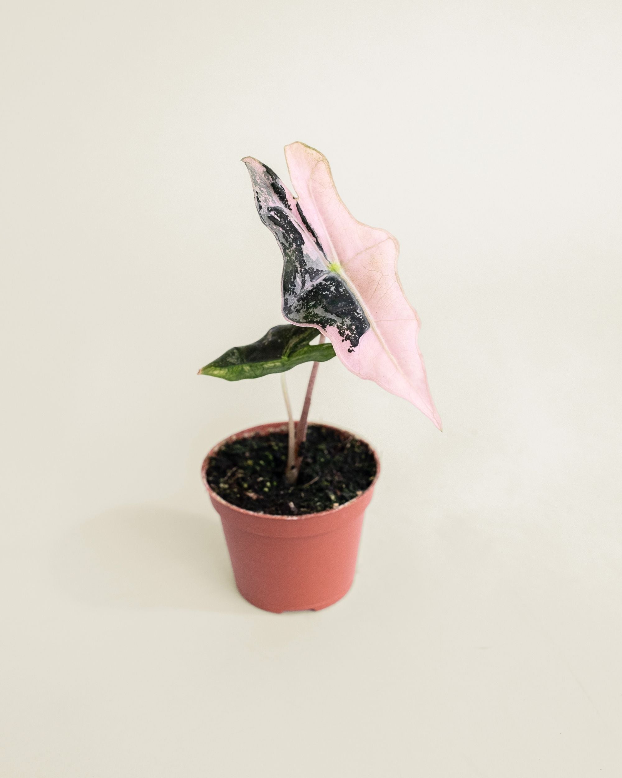 Alocasia Nobilis Pink