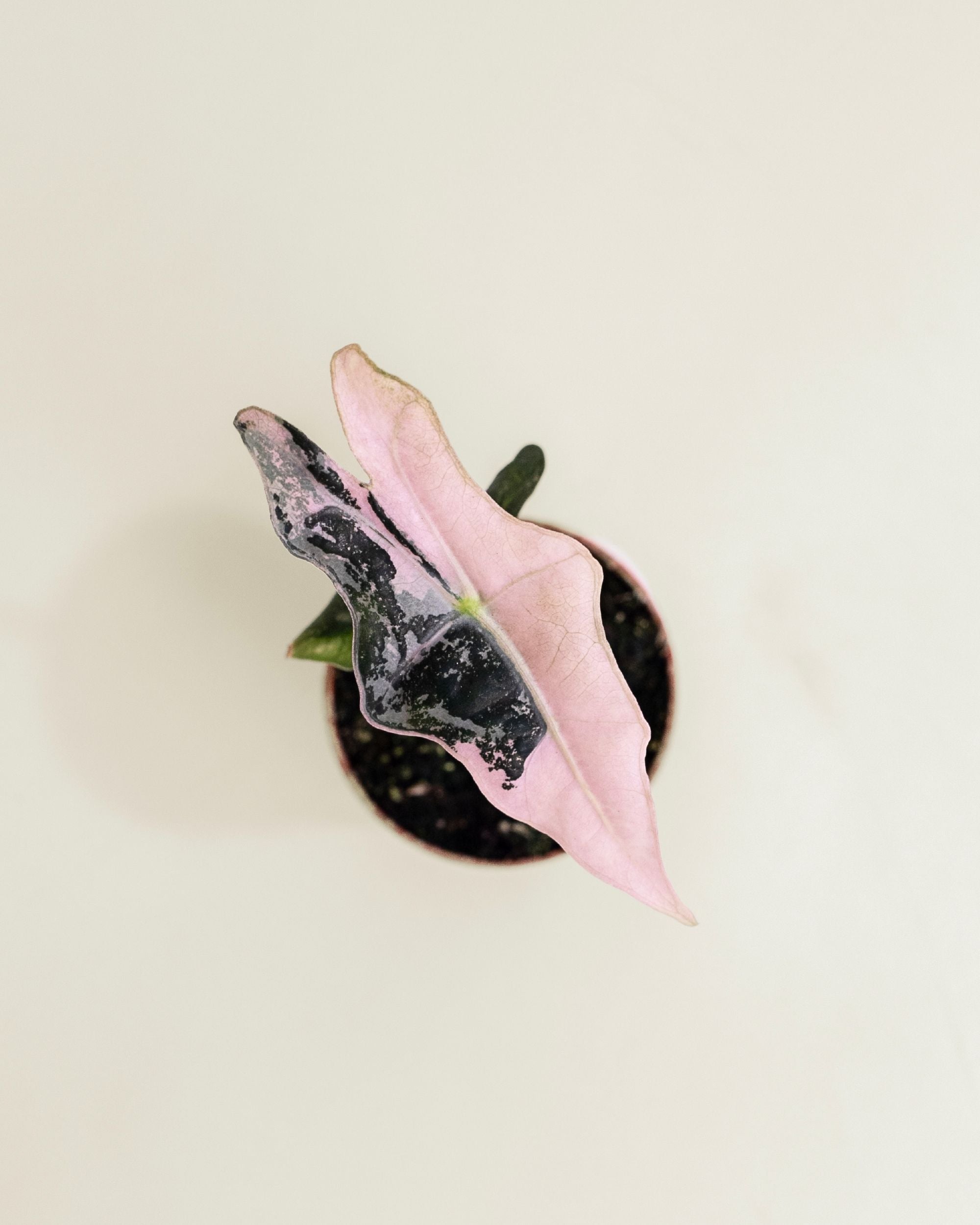 Alocasia Nobilis Pink