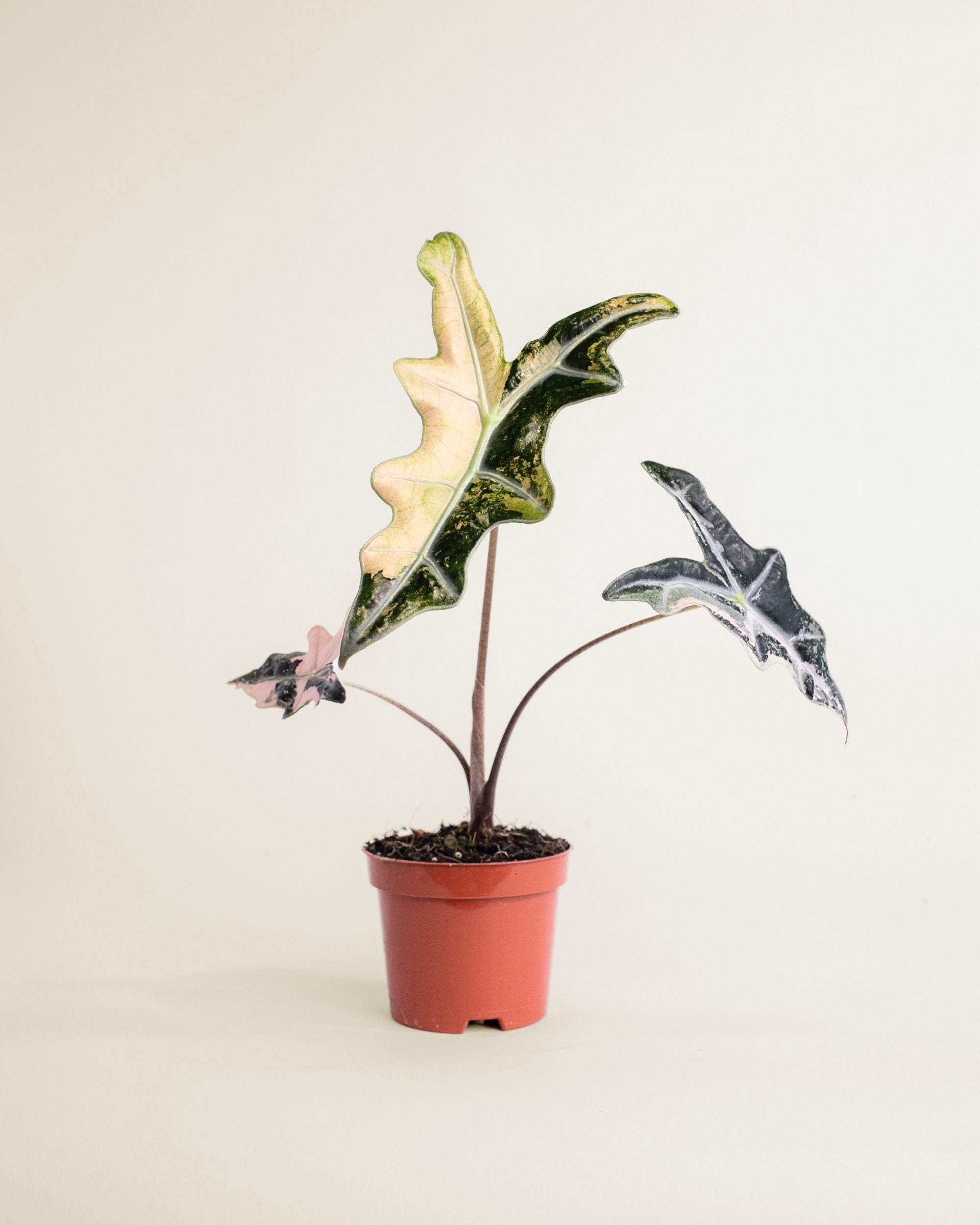 Alocasia Nobilis Pink