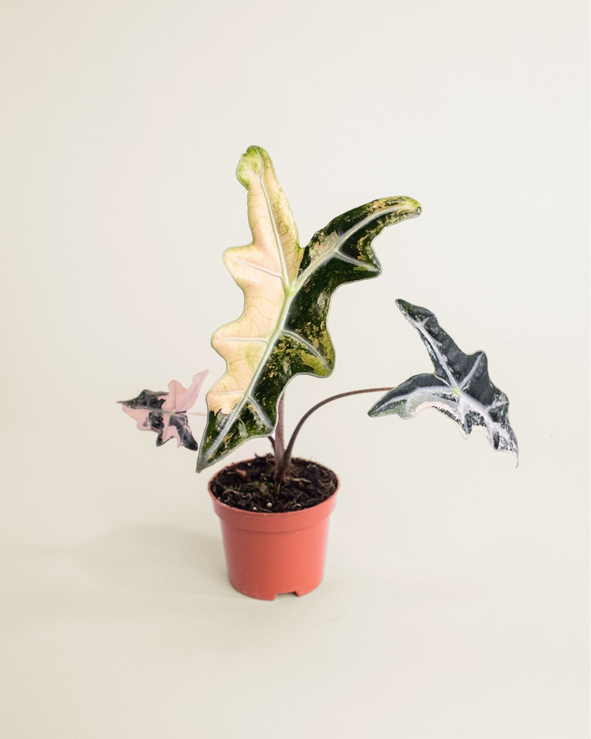 Alocasia Nobilis Pink