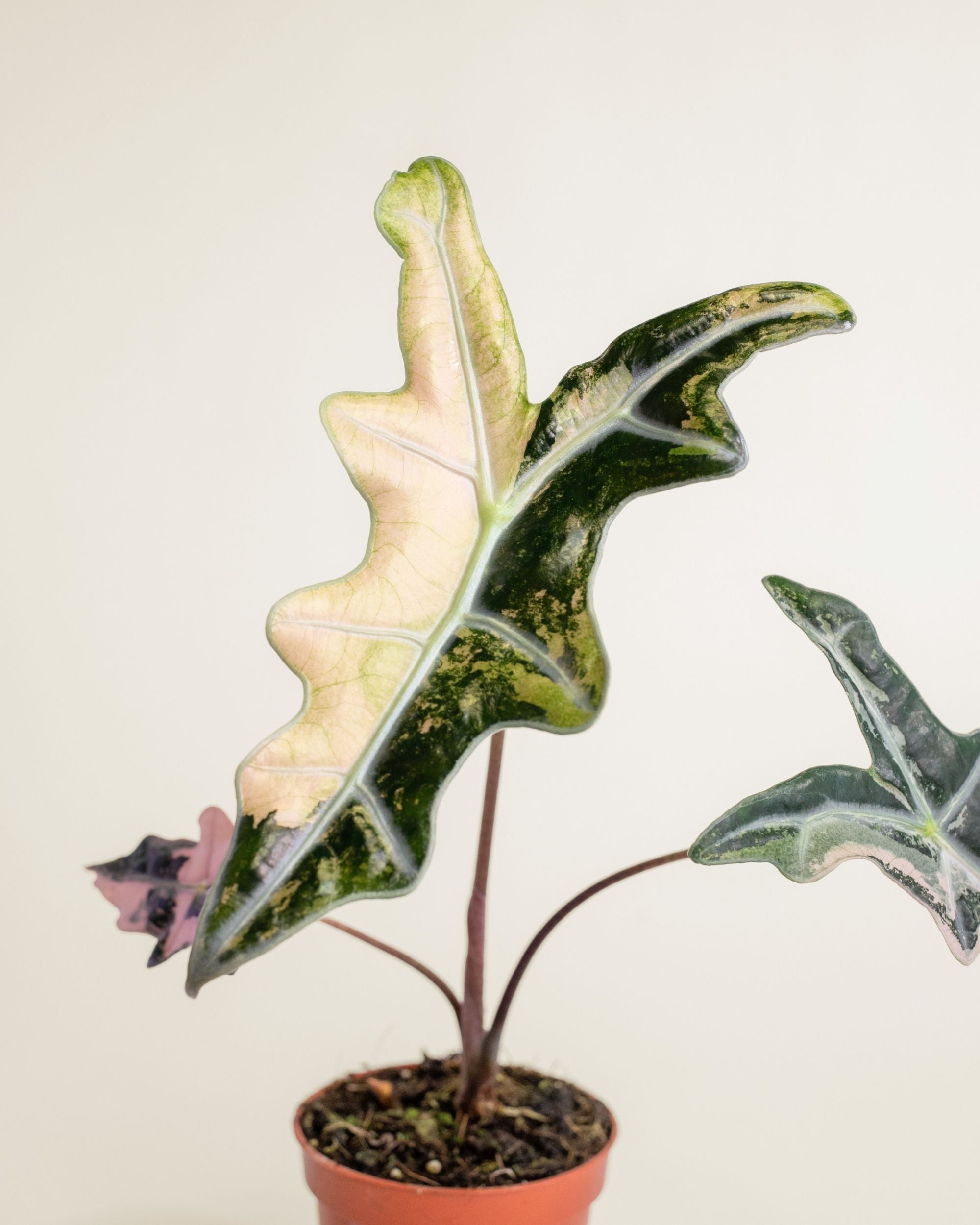Alocasia Nobilis Pink