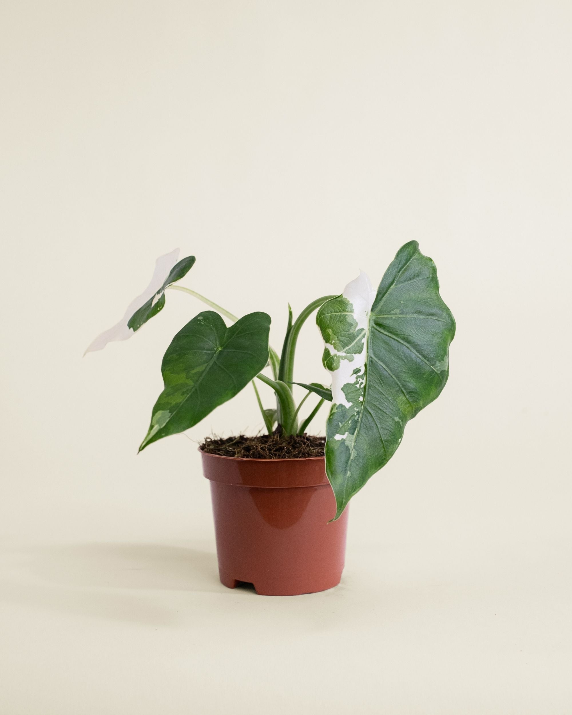 Alocasia Odora Okinawa Silver