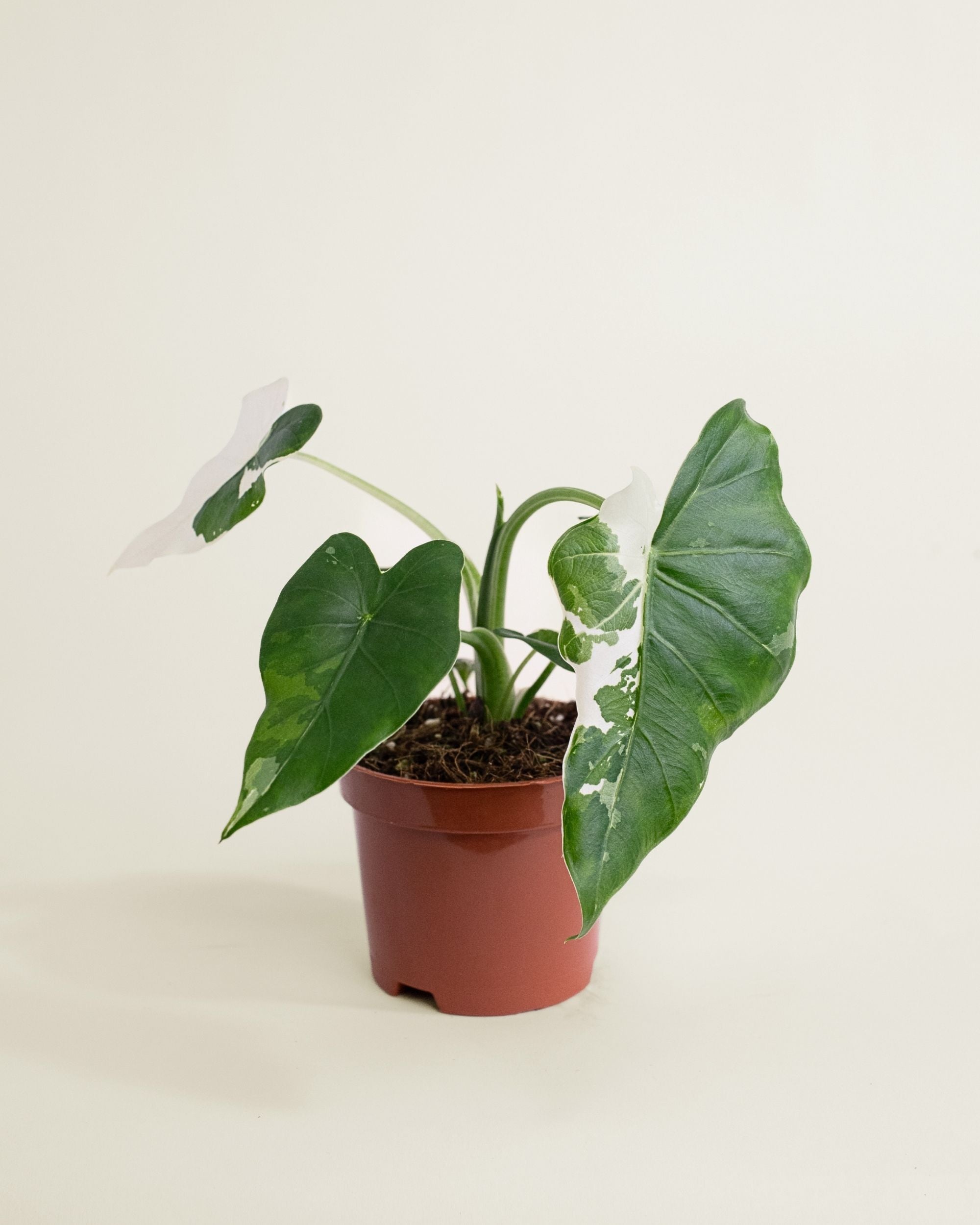 Alocasia Odora Okinawa Silver