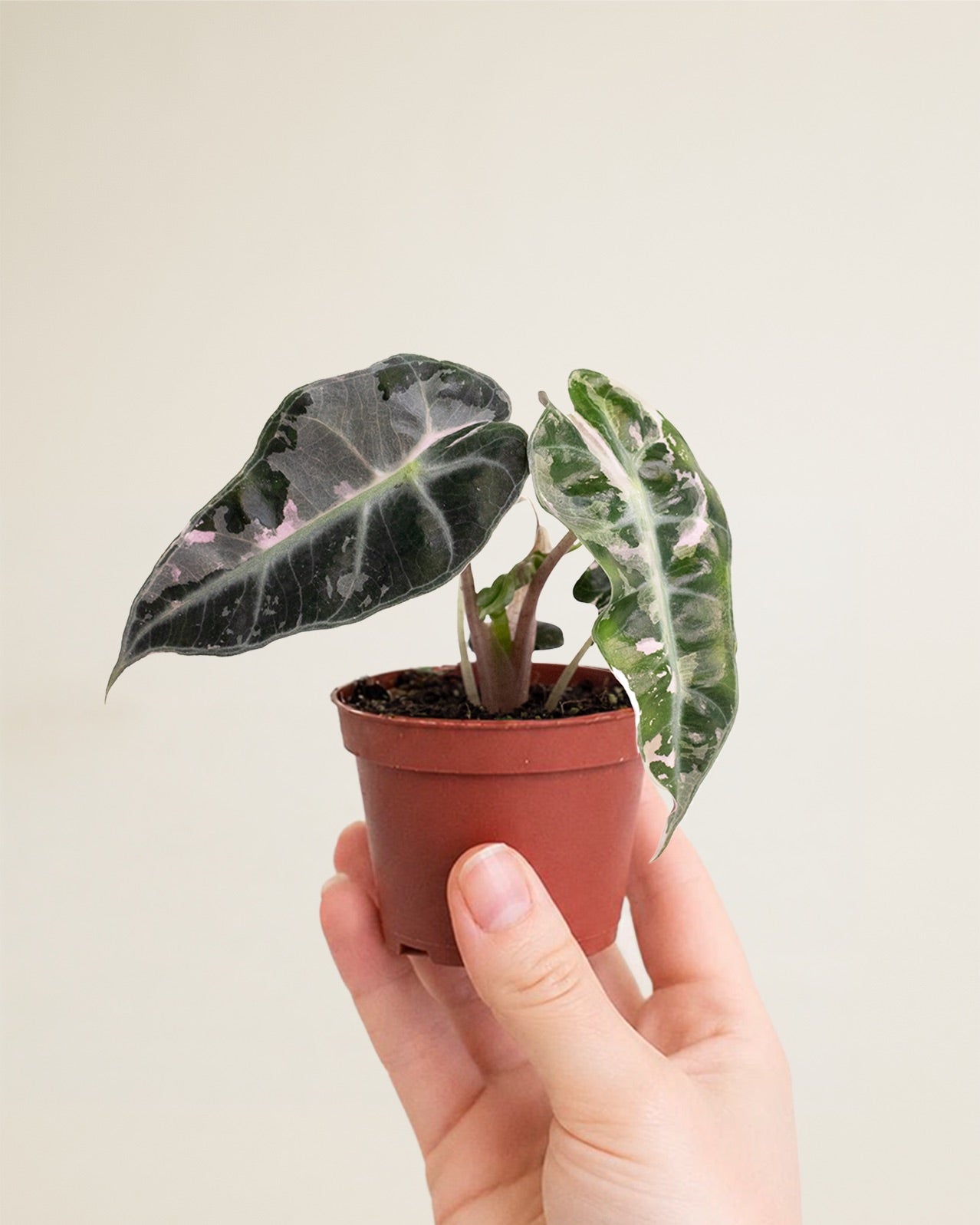 Alocasia Polly Pink