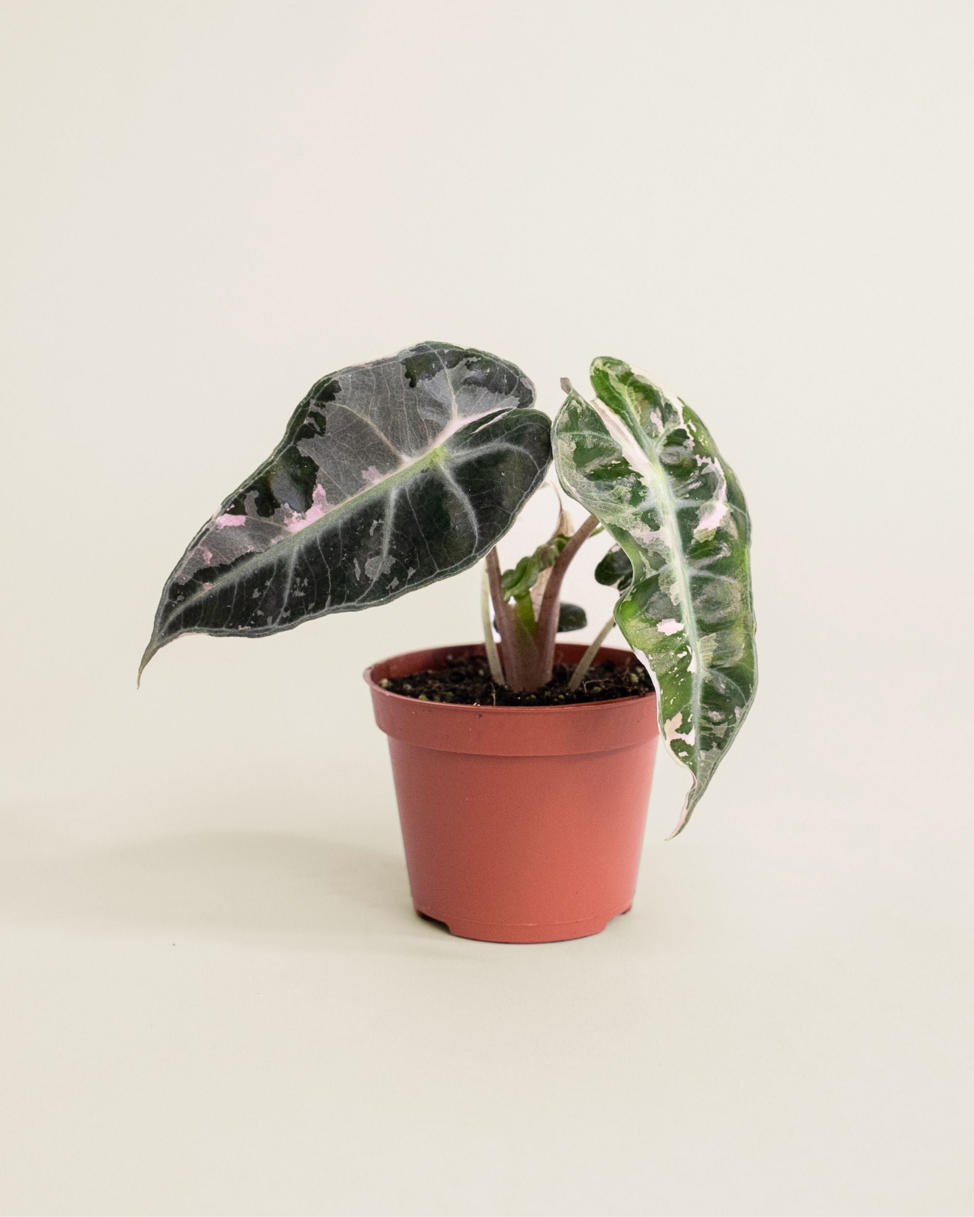 Alocasia Polly Pink