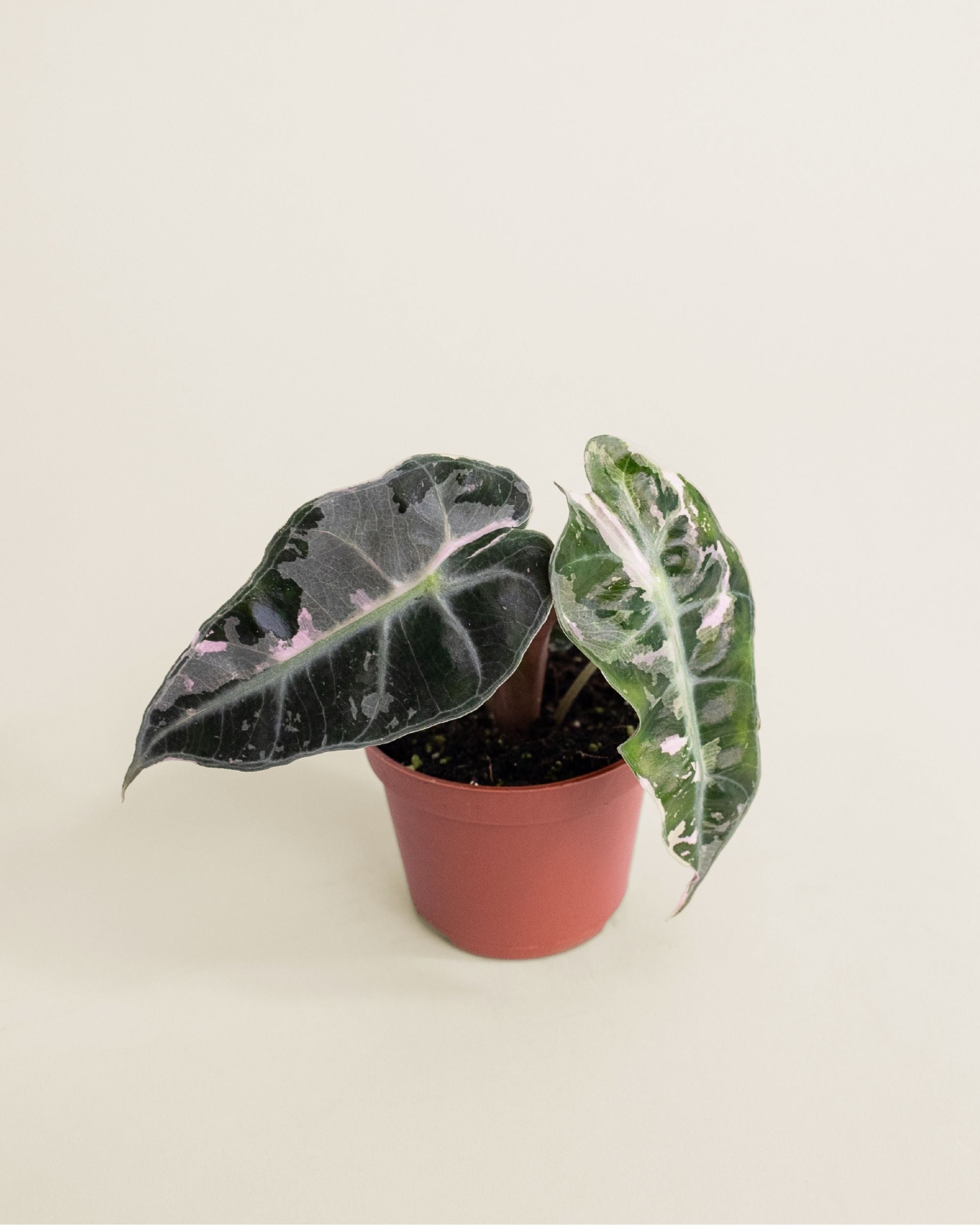 Alocasia Polly Pink