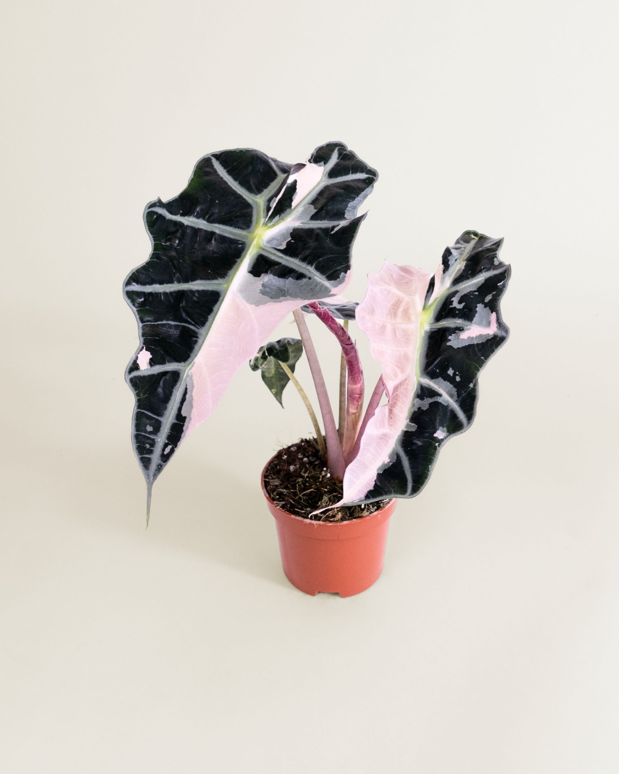 Alocasia Polly Pink