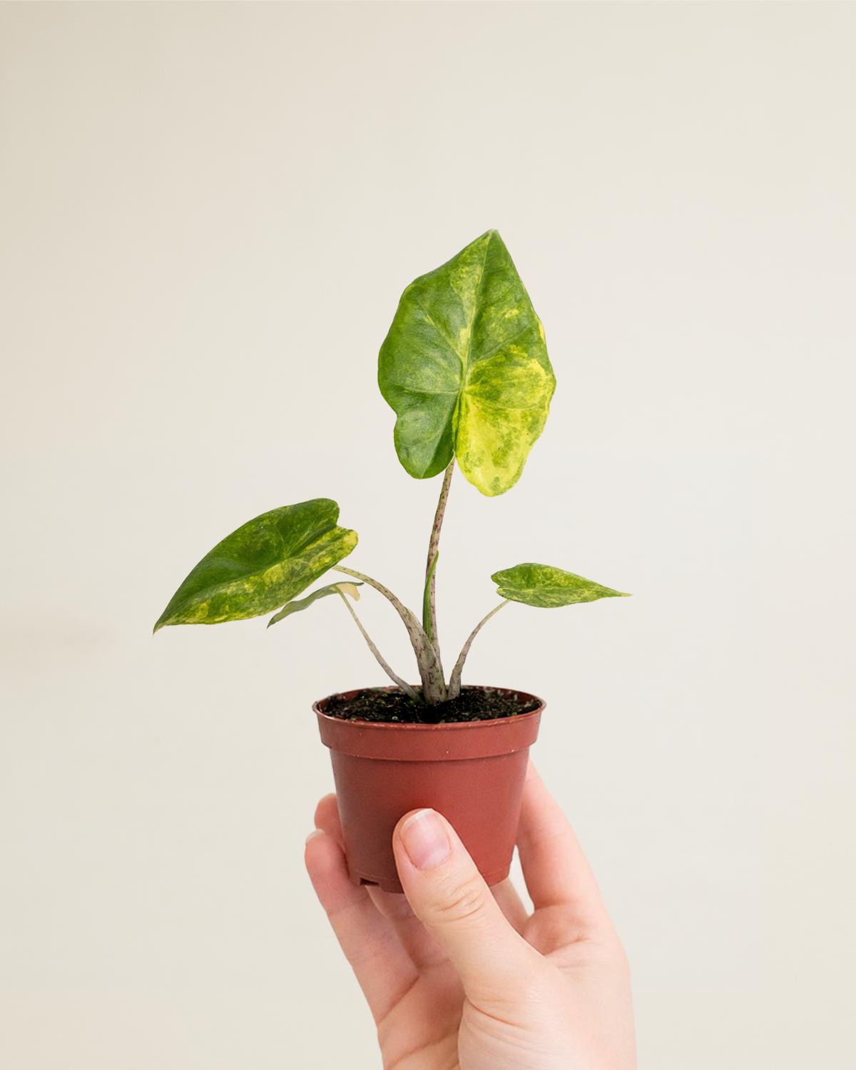 Alocasia Portadora Aurea