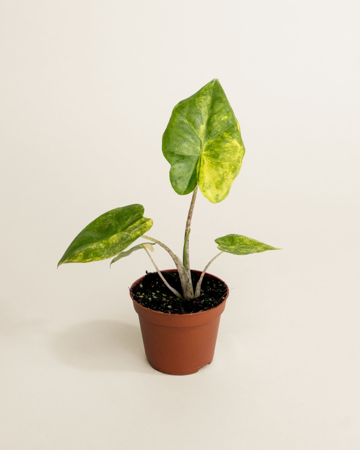 Alocasia Portadora Aurea