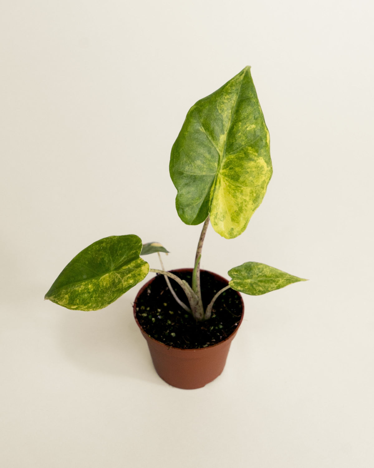 Alocasia Portadora Aurea