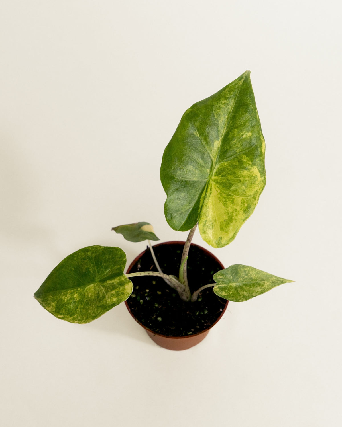 Alocasia Portadora Aurea