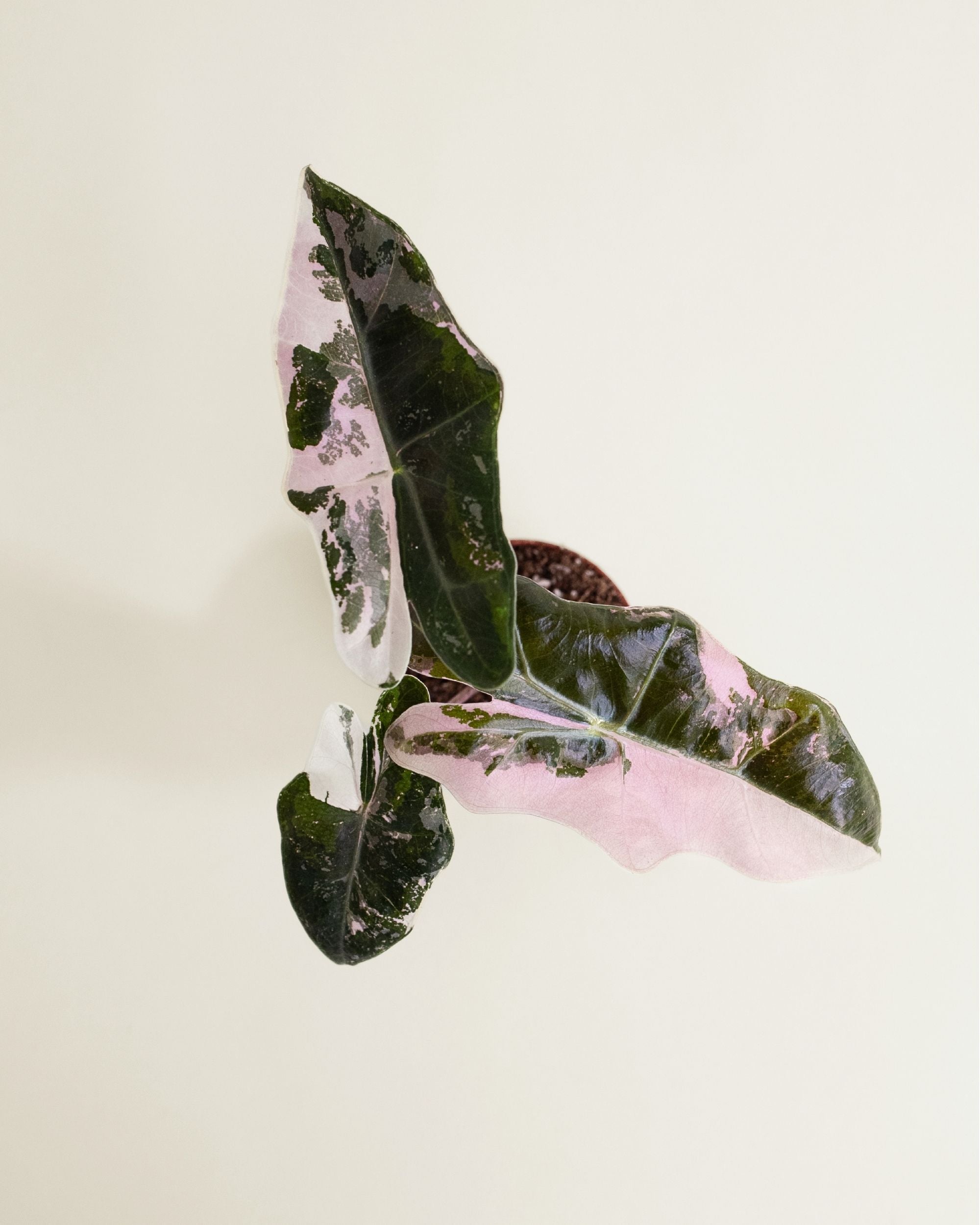 Alocasia Pseudo Sanderiana Pink