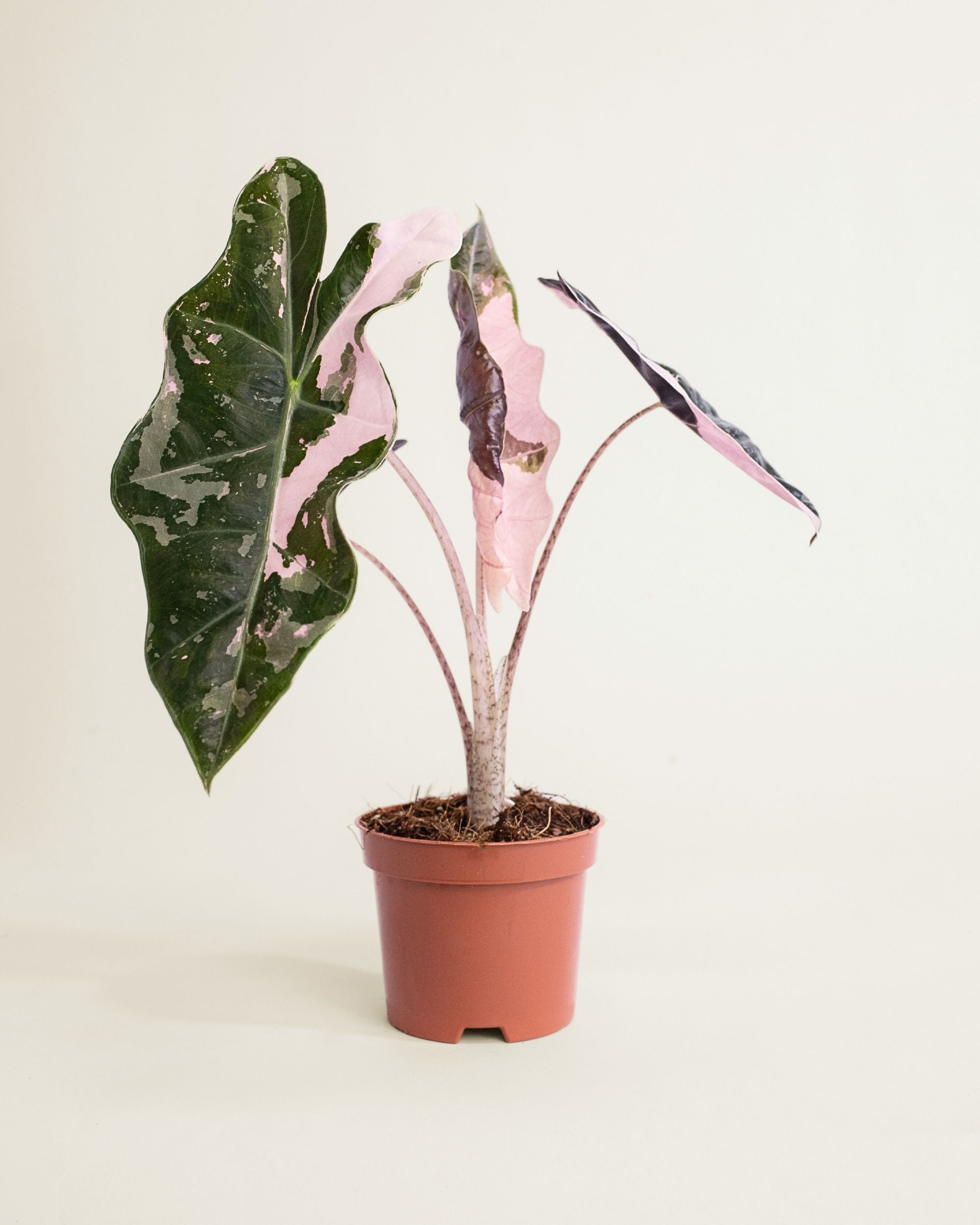 Alocasia Pseudo Sanderiana Pink