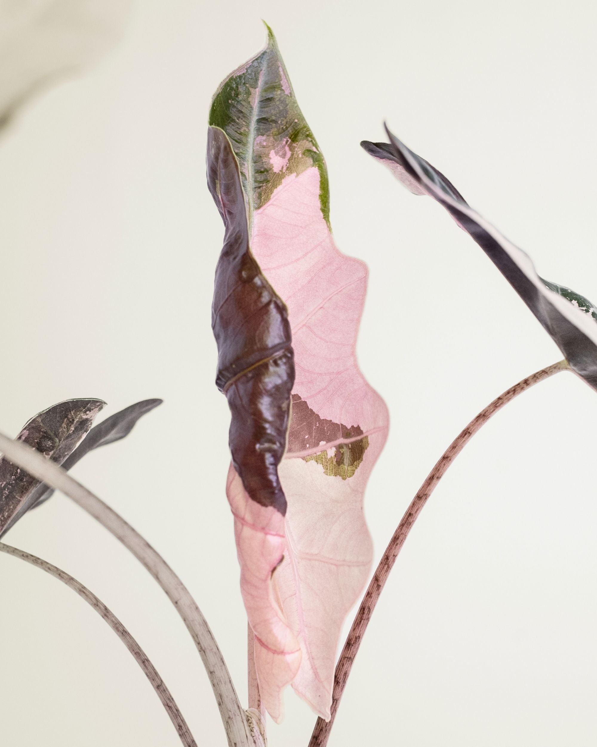 Alocasia Pseudo Sanderiana Pink