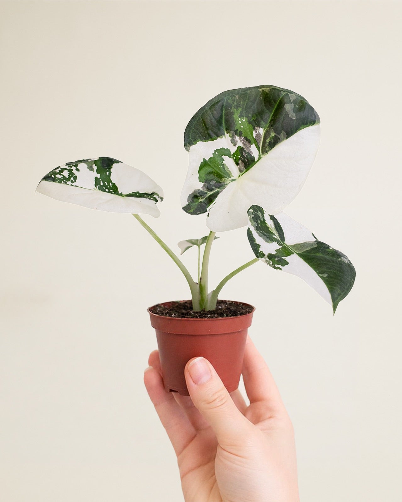 Alocasia Regal Shield Albo