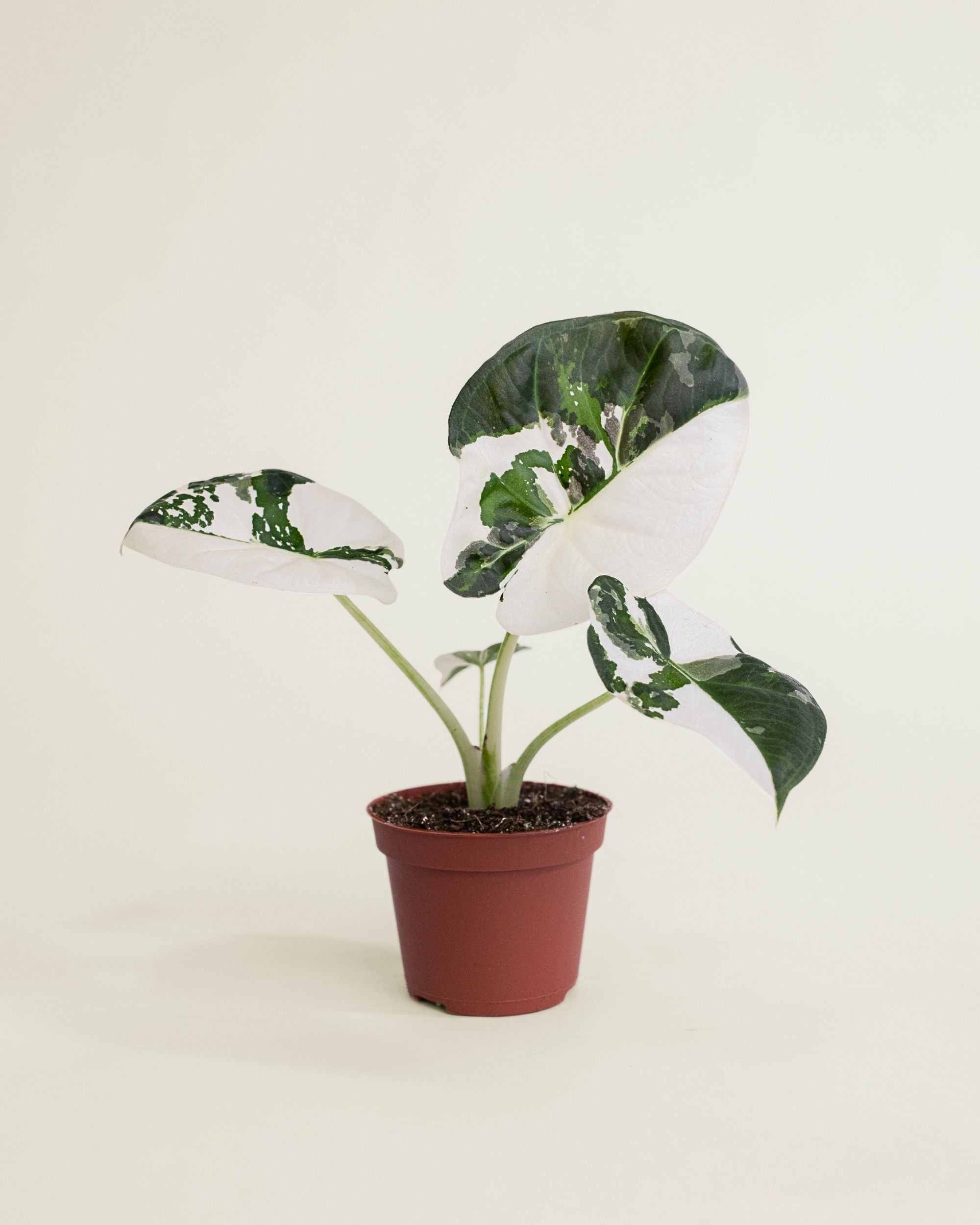 Alocasia Regal Shield Albo
