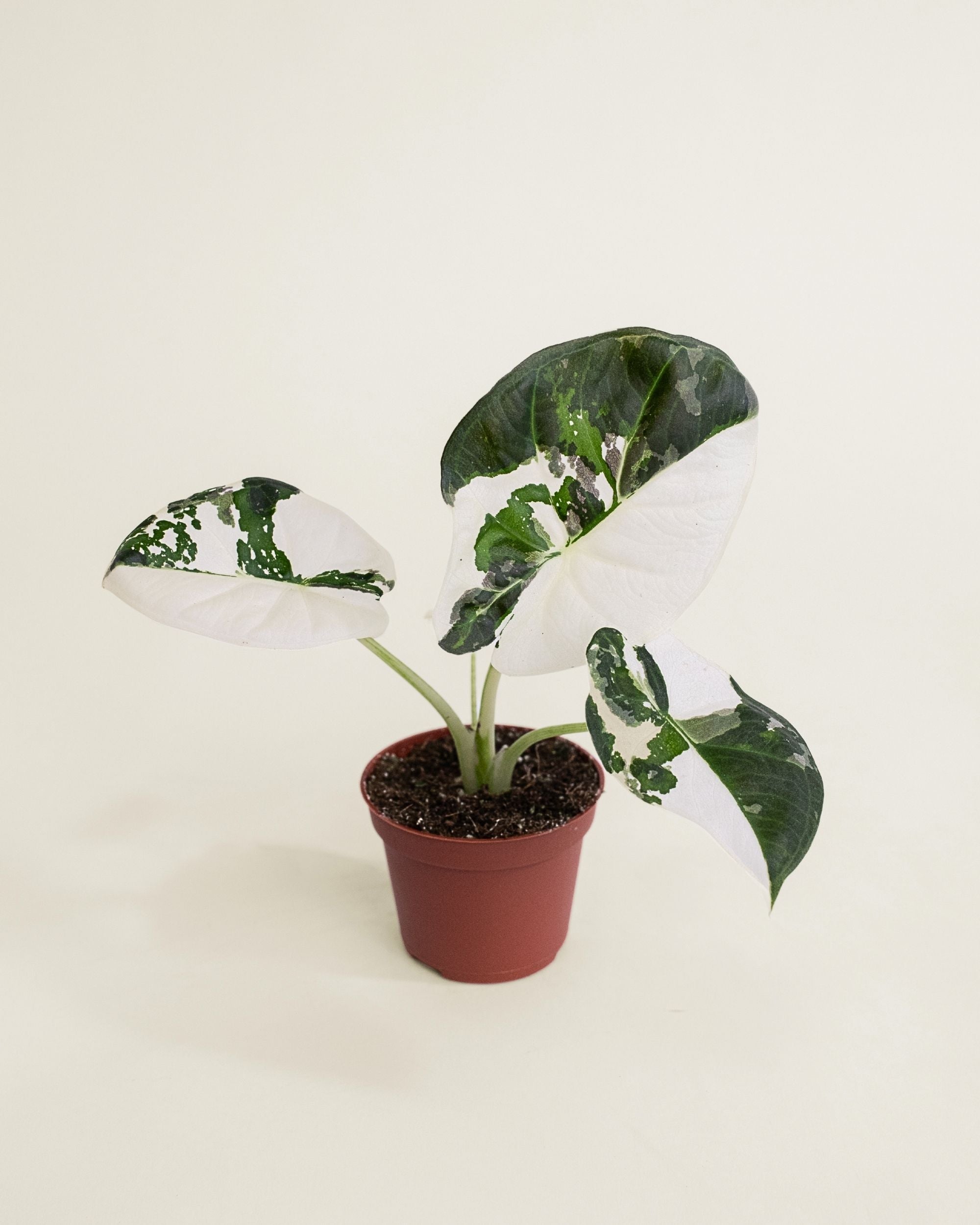 Alocasia Regal Shield Albo
