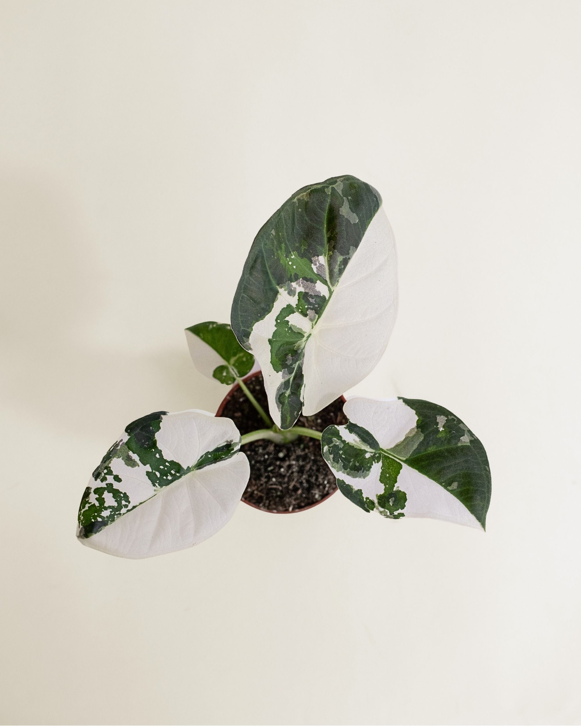 Alocasia Regal Shield Albo