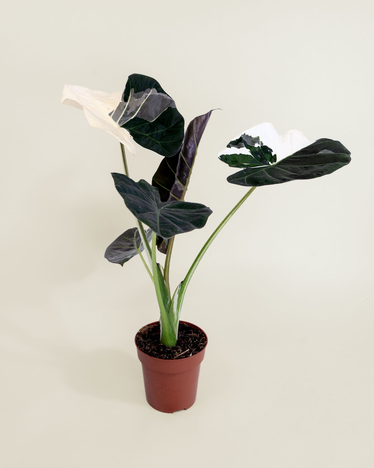 Alocasia Regal Shield Albo