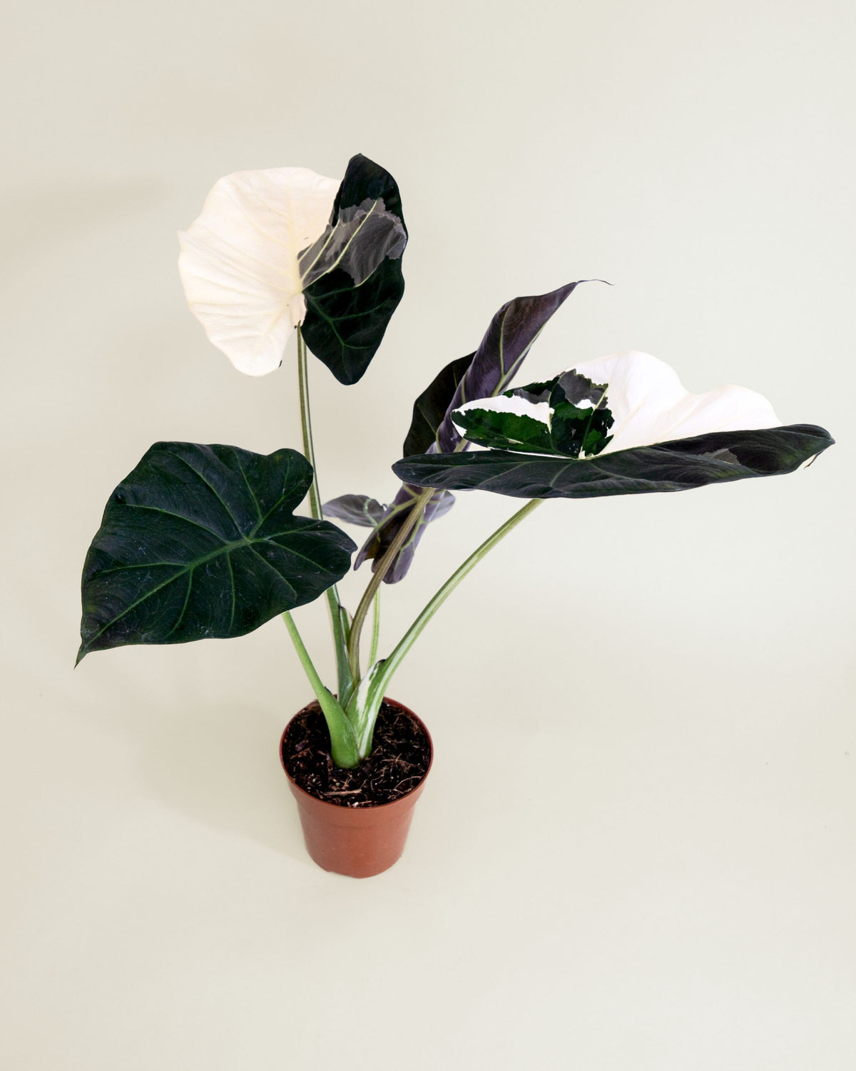 Alocasia Regal Shield Albo