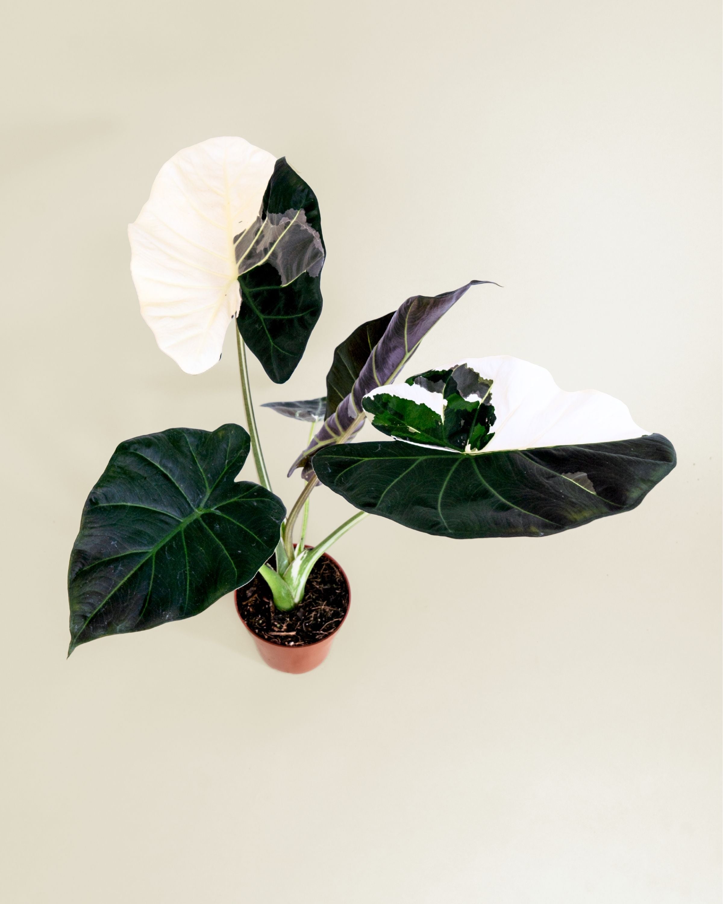 Alocasia Regal Shield Albo | Variegated Alocasia