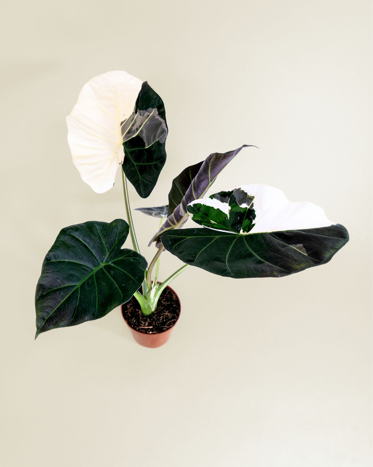 Alocasia Regal Shield Albo