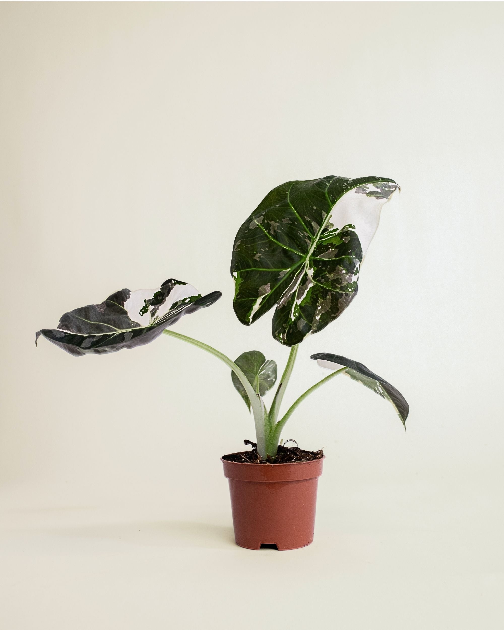 Alocasia Regal Shield Albo