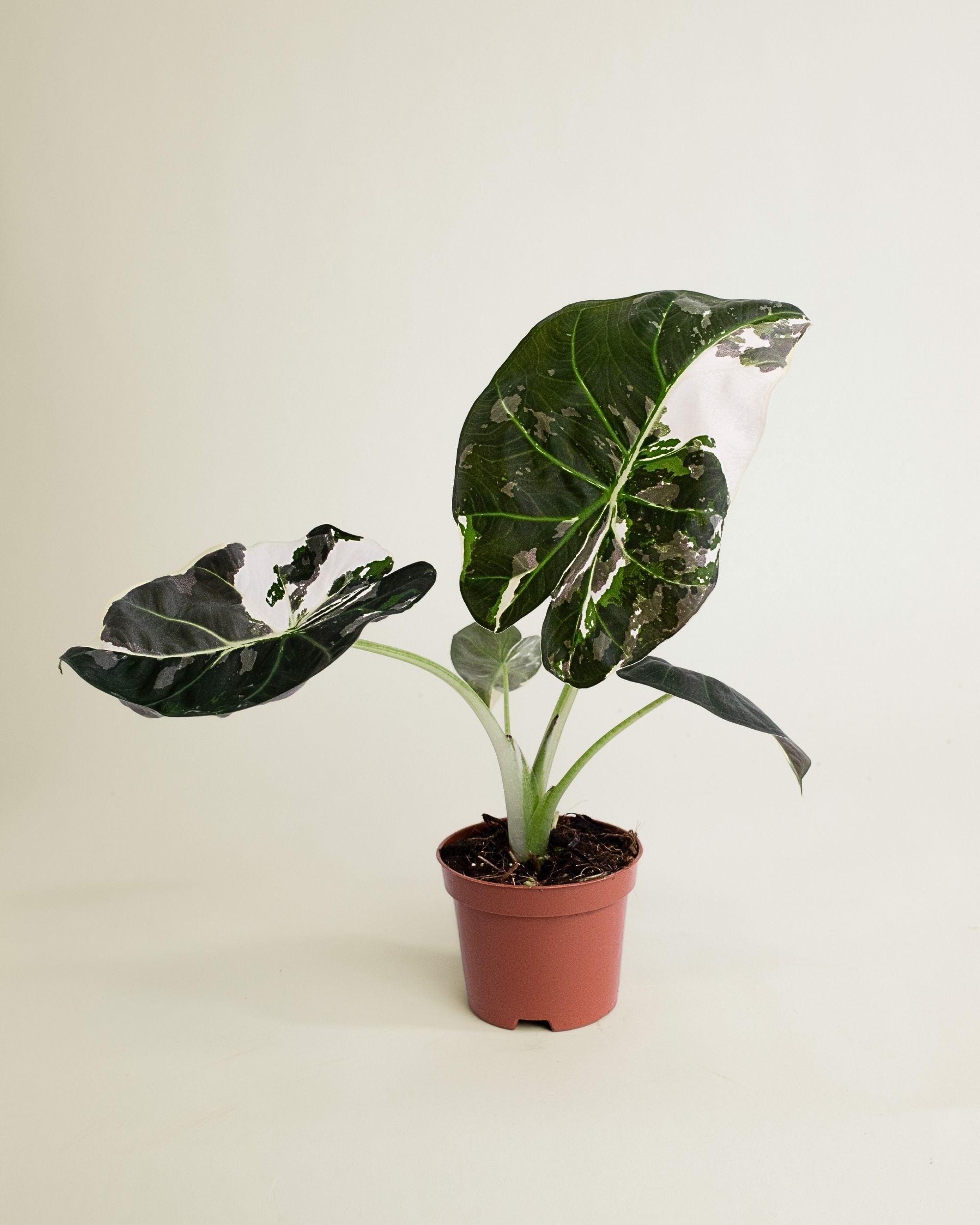 Alocasia Regal Shield Albo